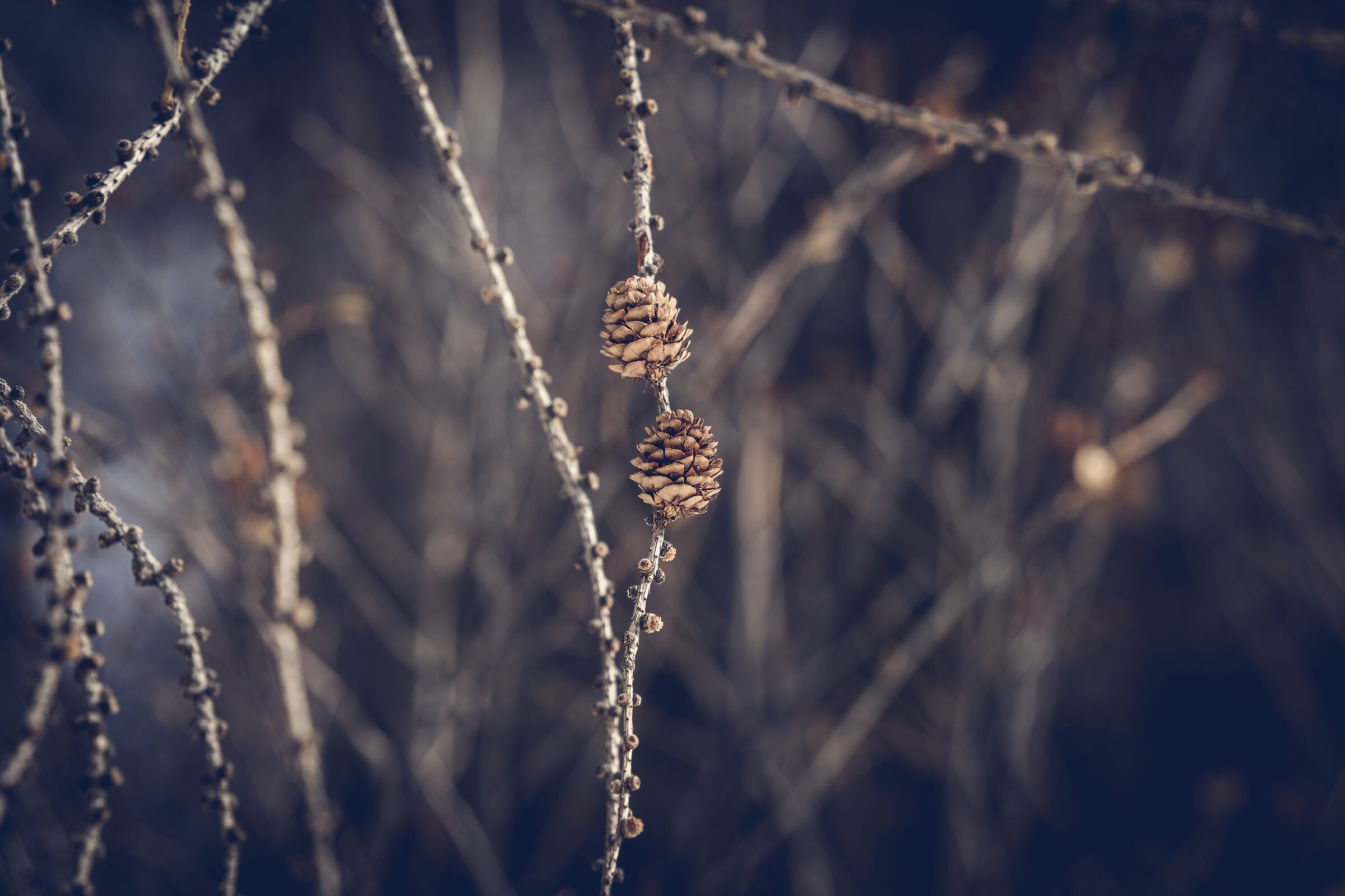 "Meraviglie del bosco"