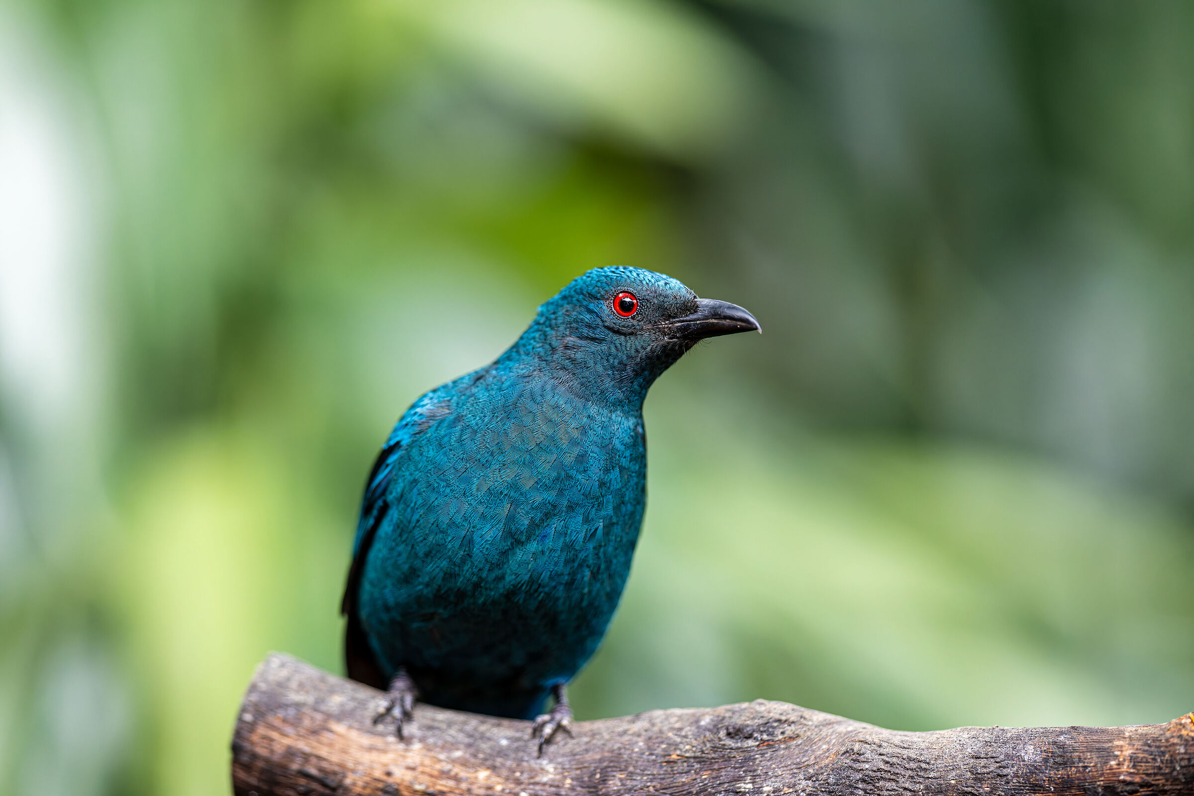 The Blue Female Irena