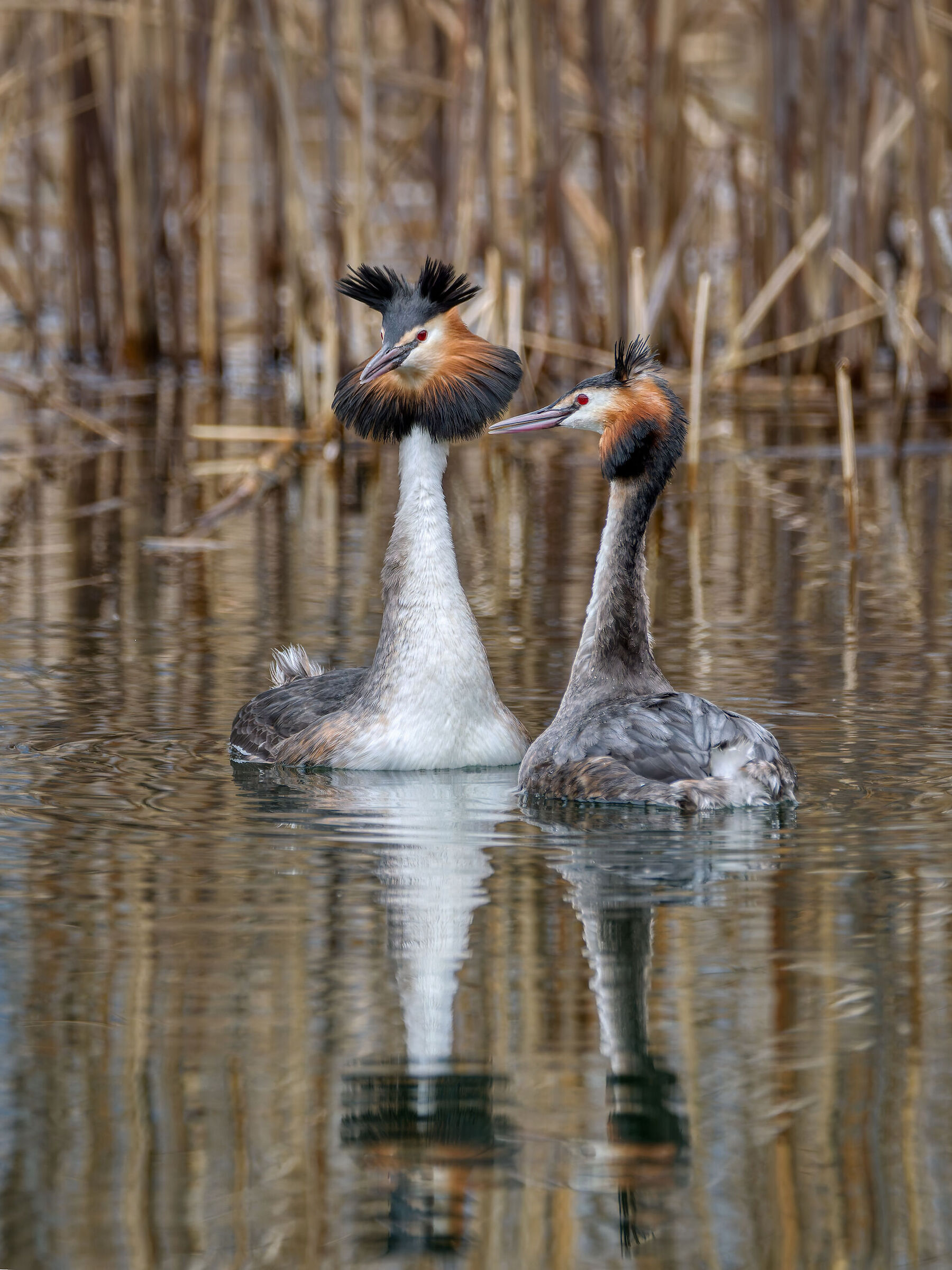 Grebes