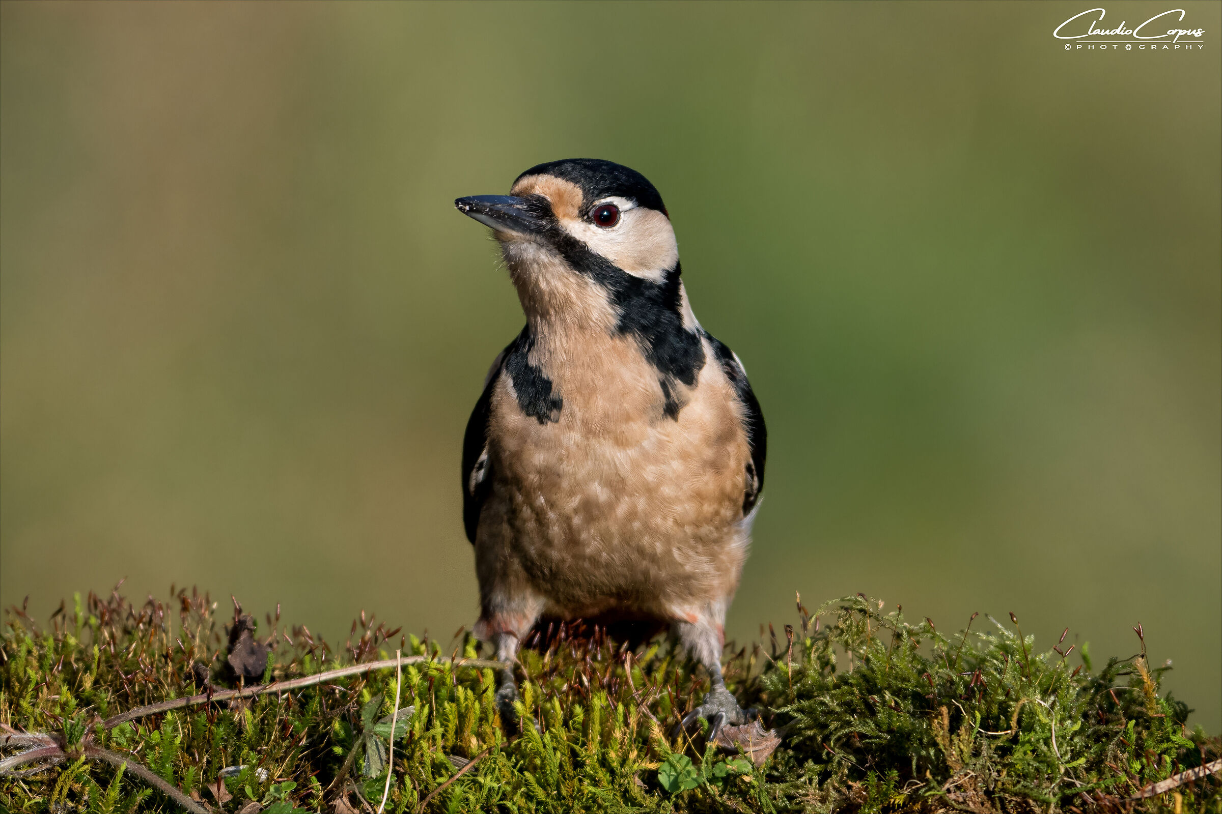 Great Spotted Woodpecker