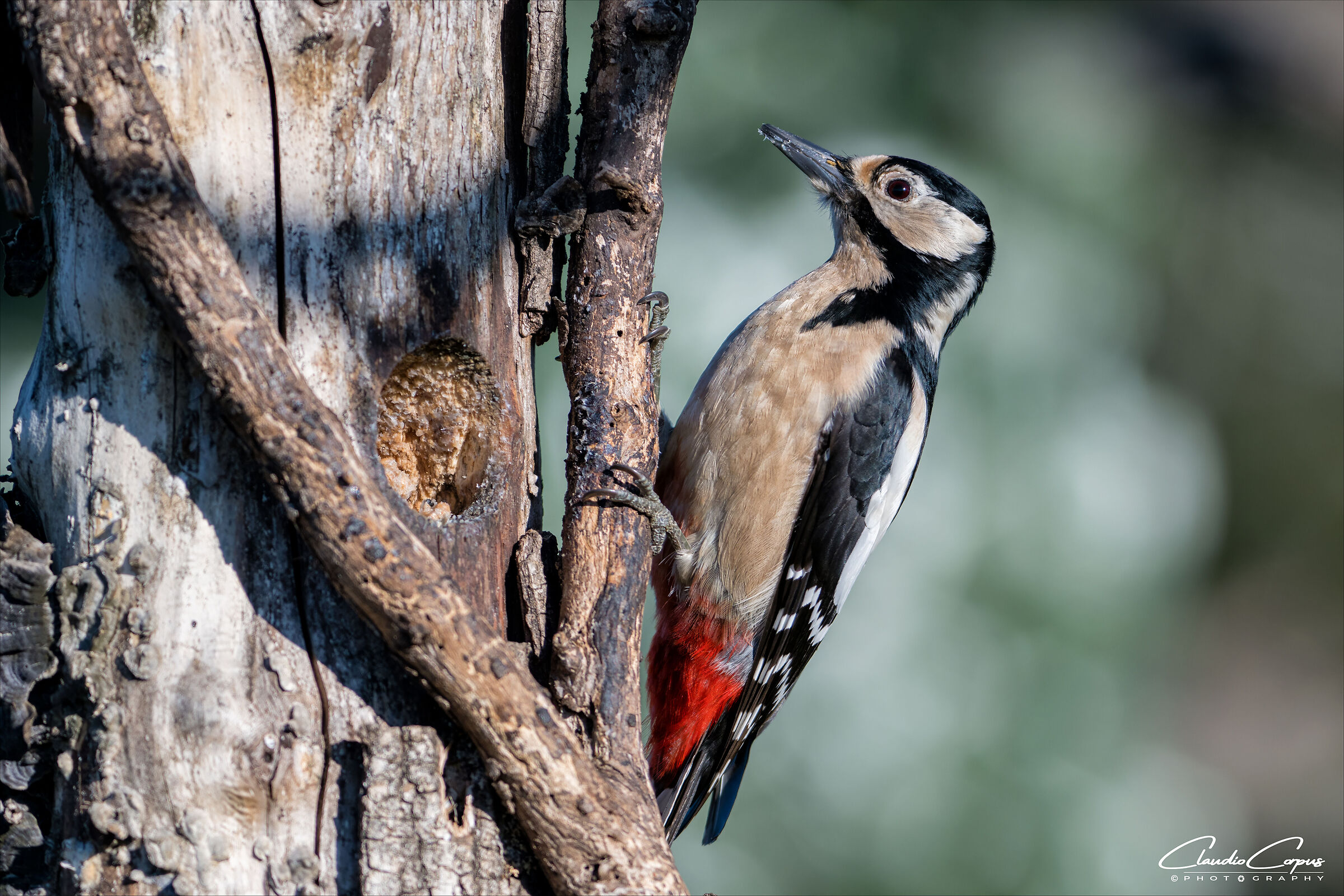Great Spotted Woodpecker