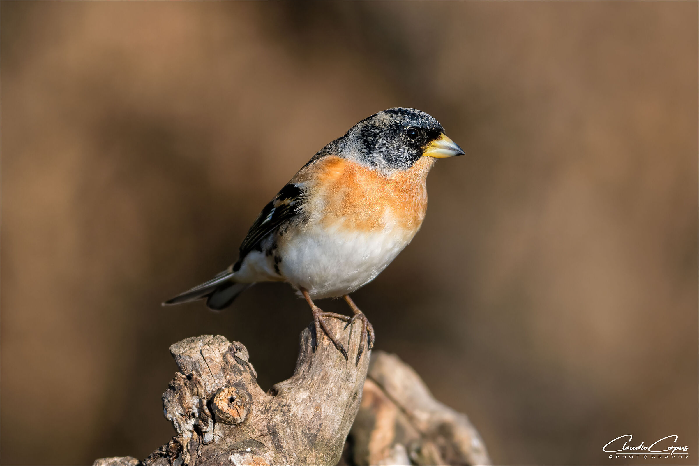 Brambling