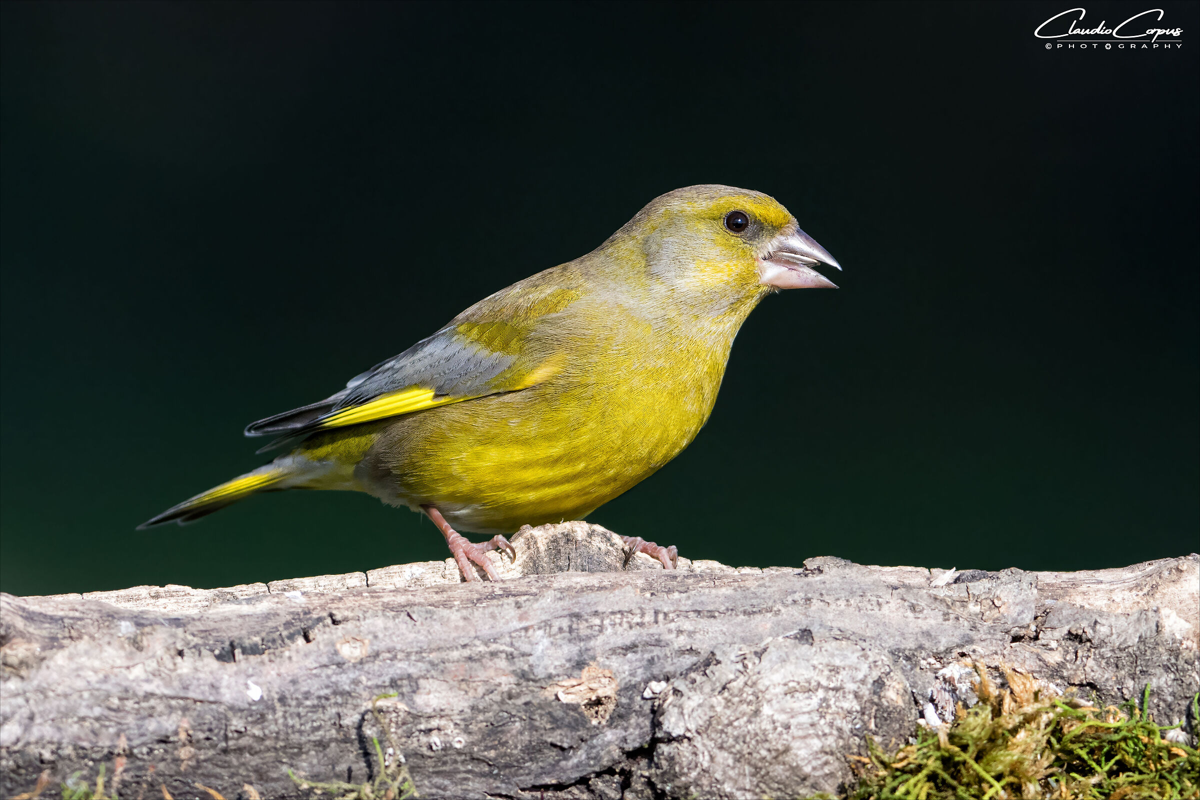 Greenfinch