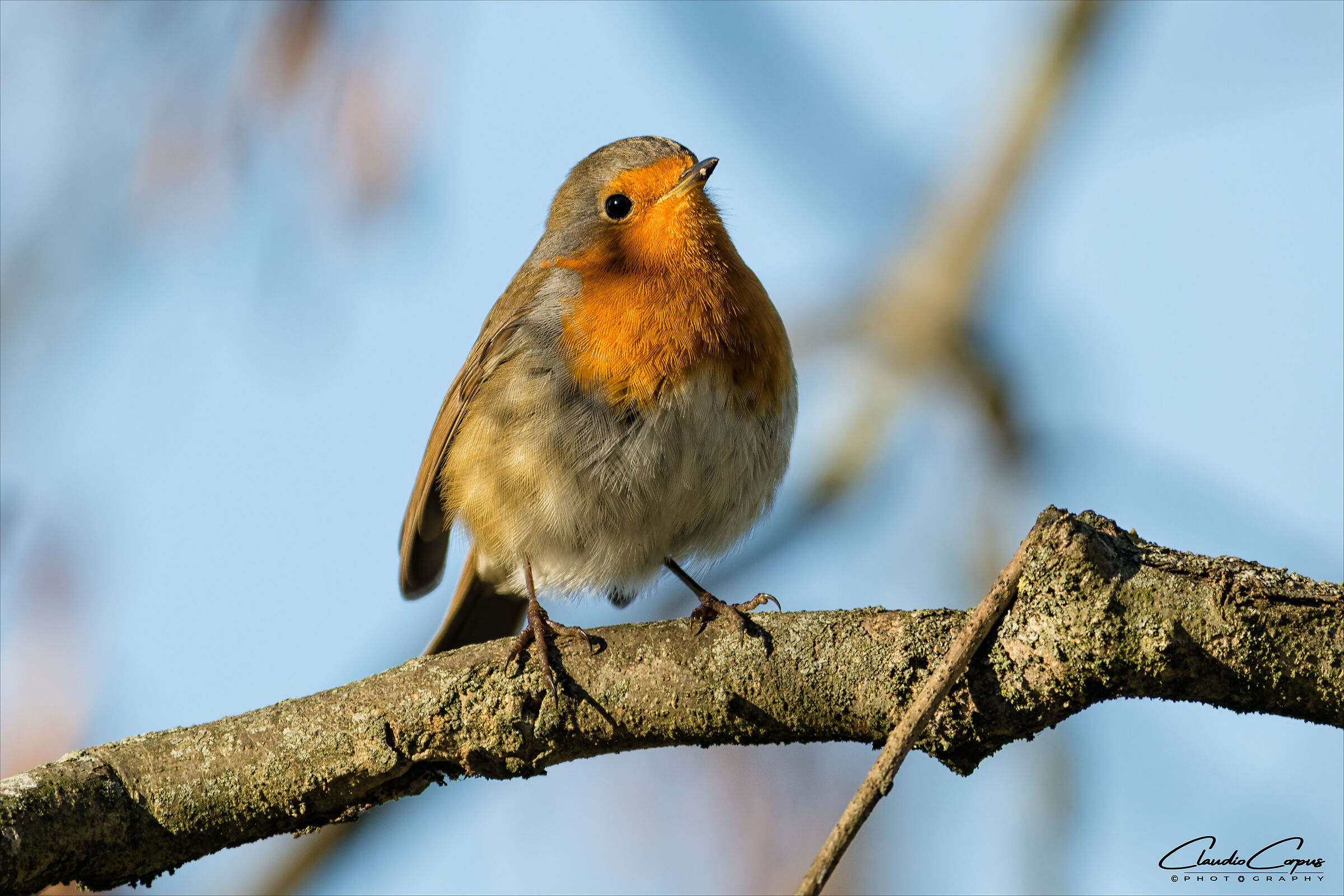 Robin