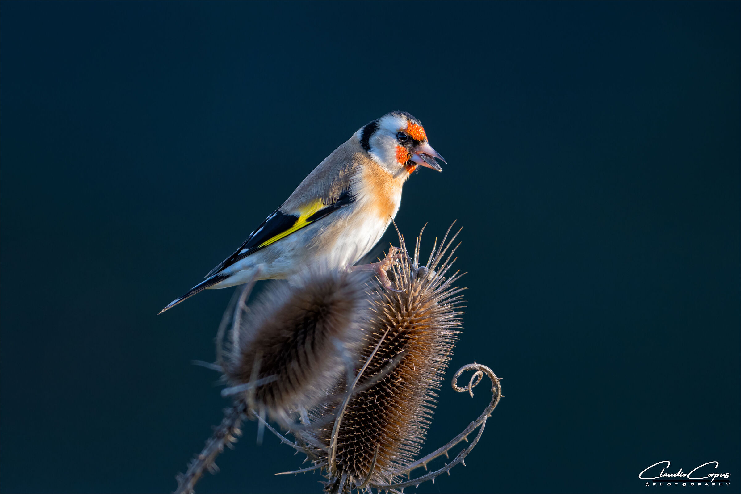 Goldfinch