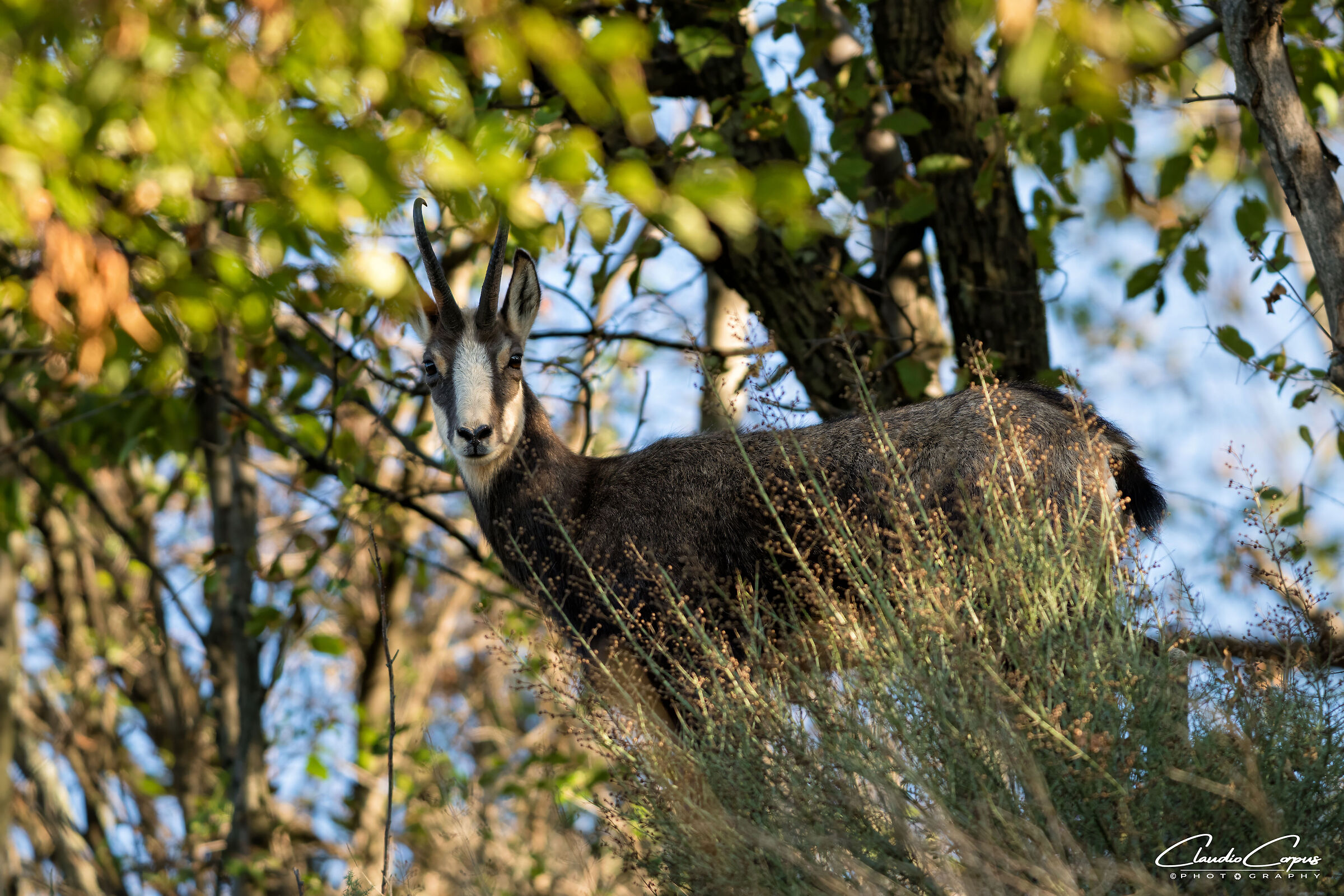 Chamois