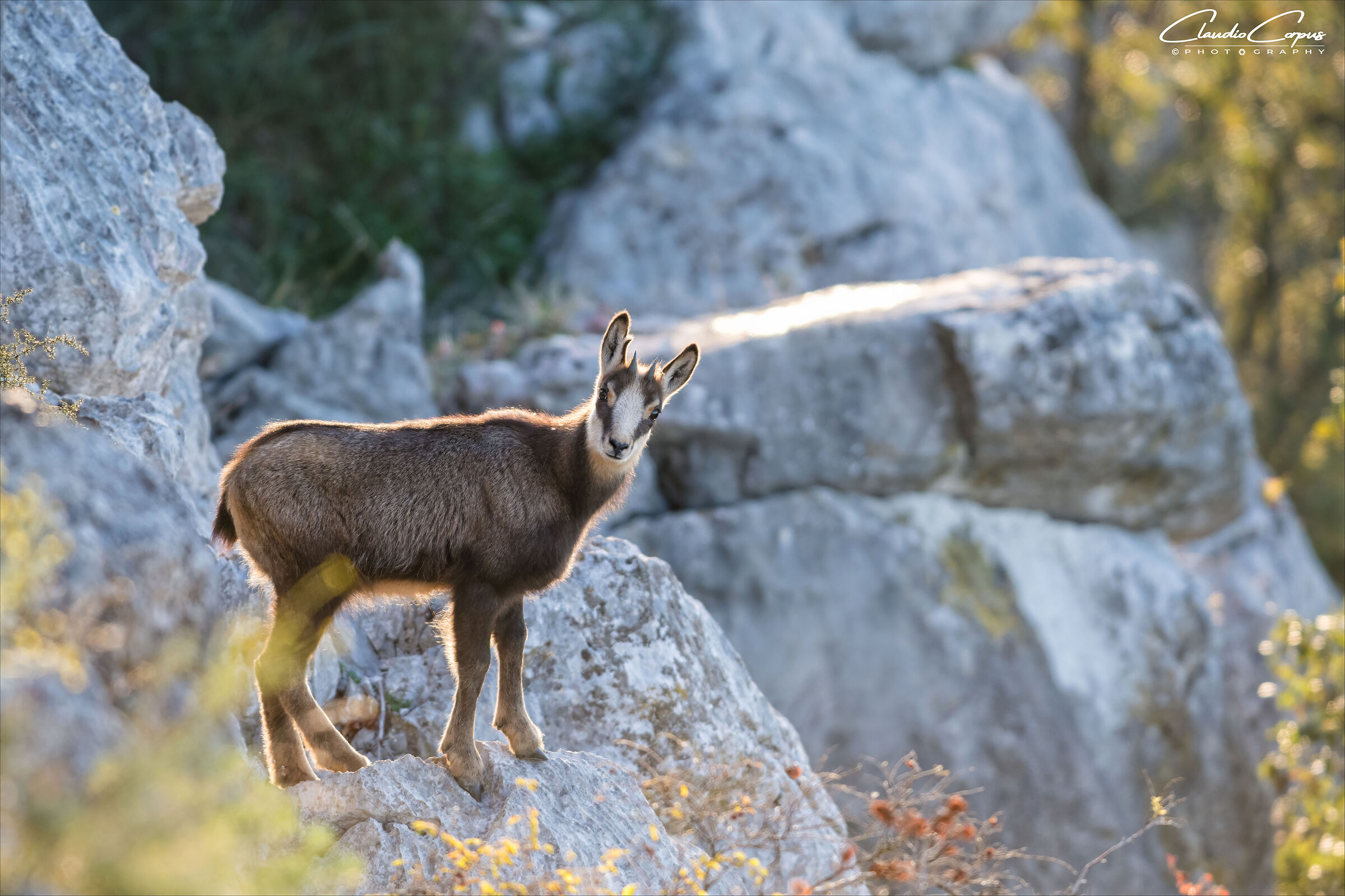 Chamois