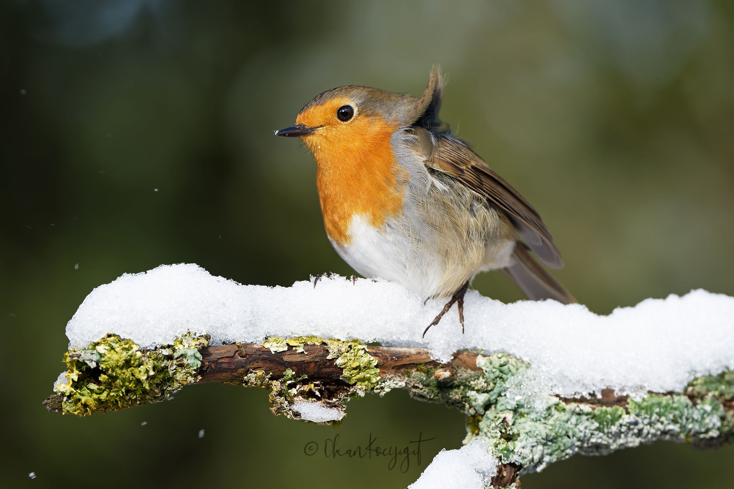 Pettirosso e la neve