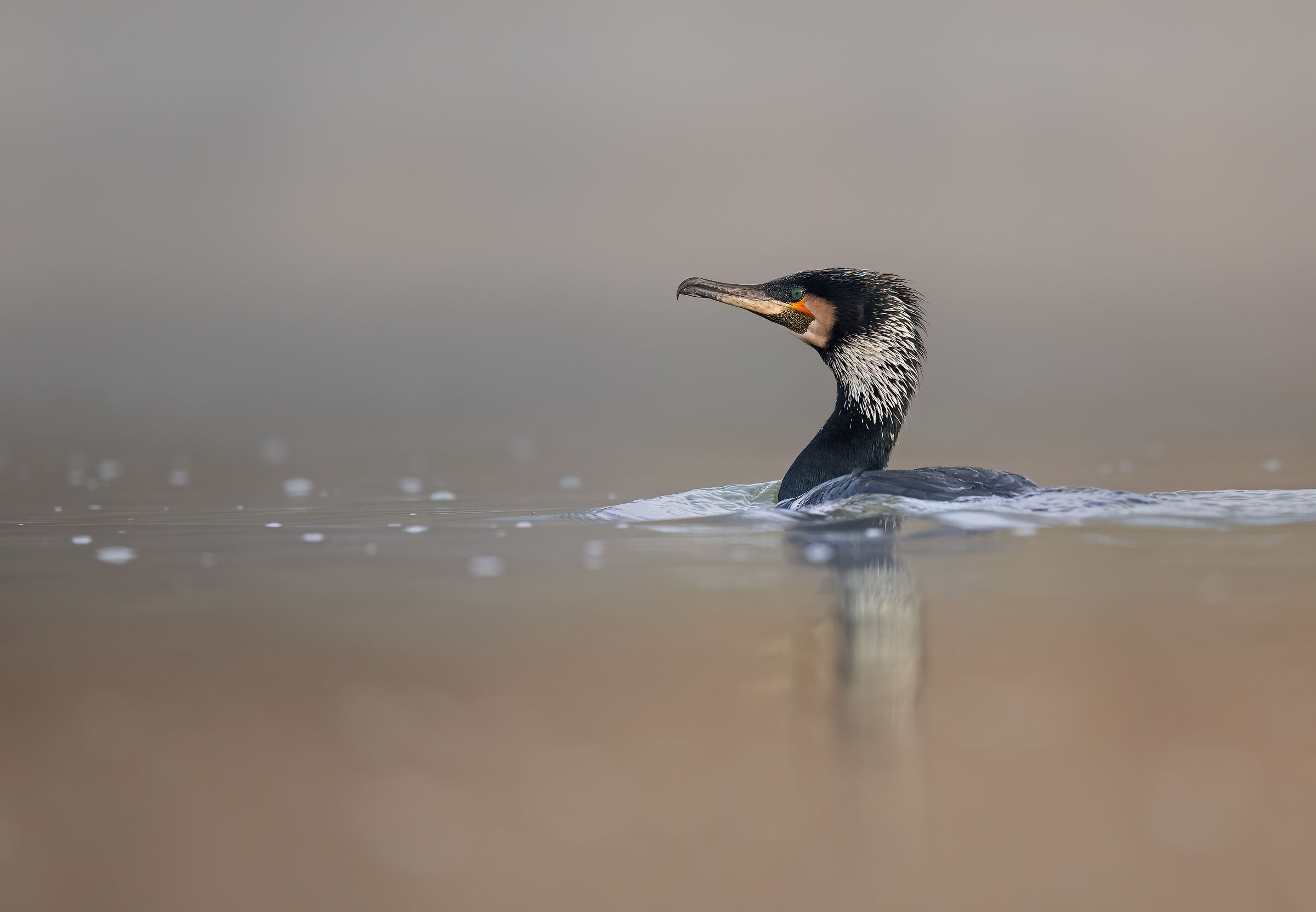 cormorant