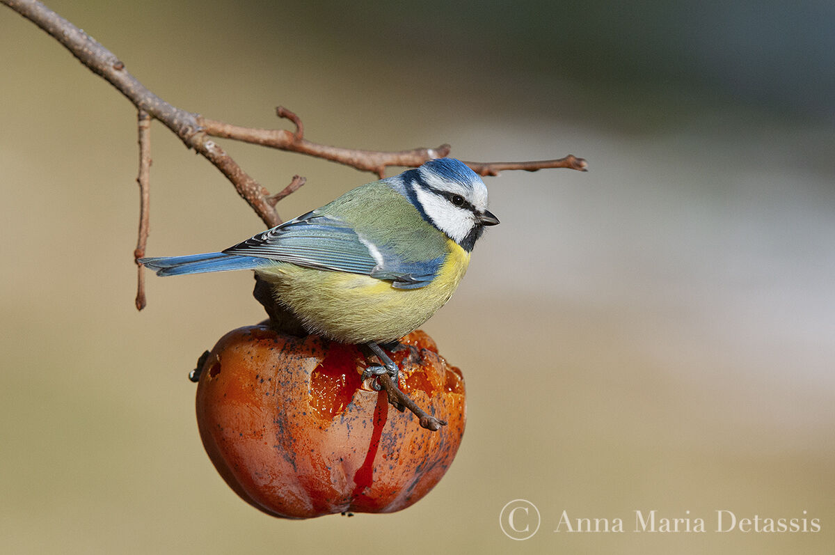 Blue Cyanistes caeruleus