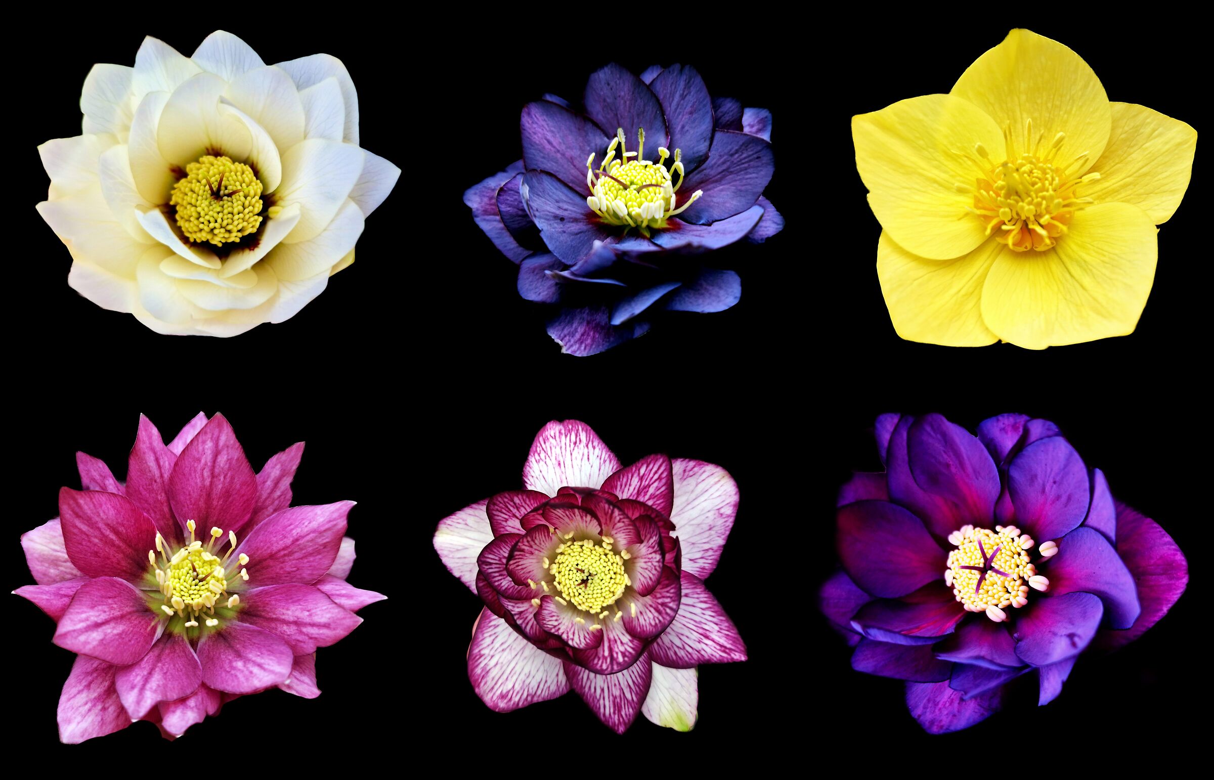 Helleborus 2025 collage