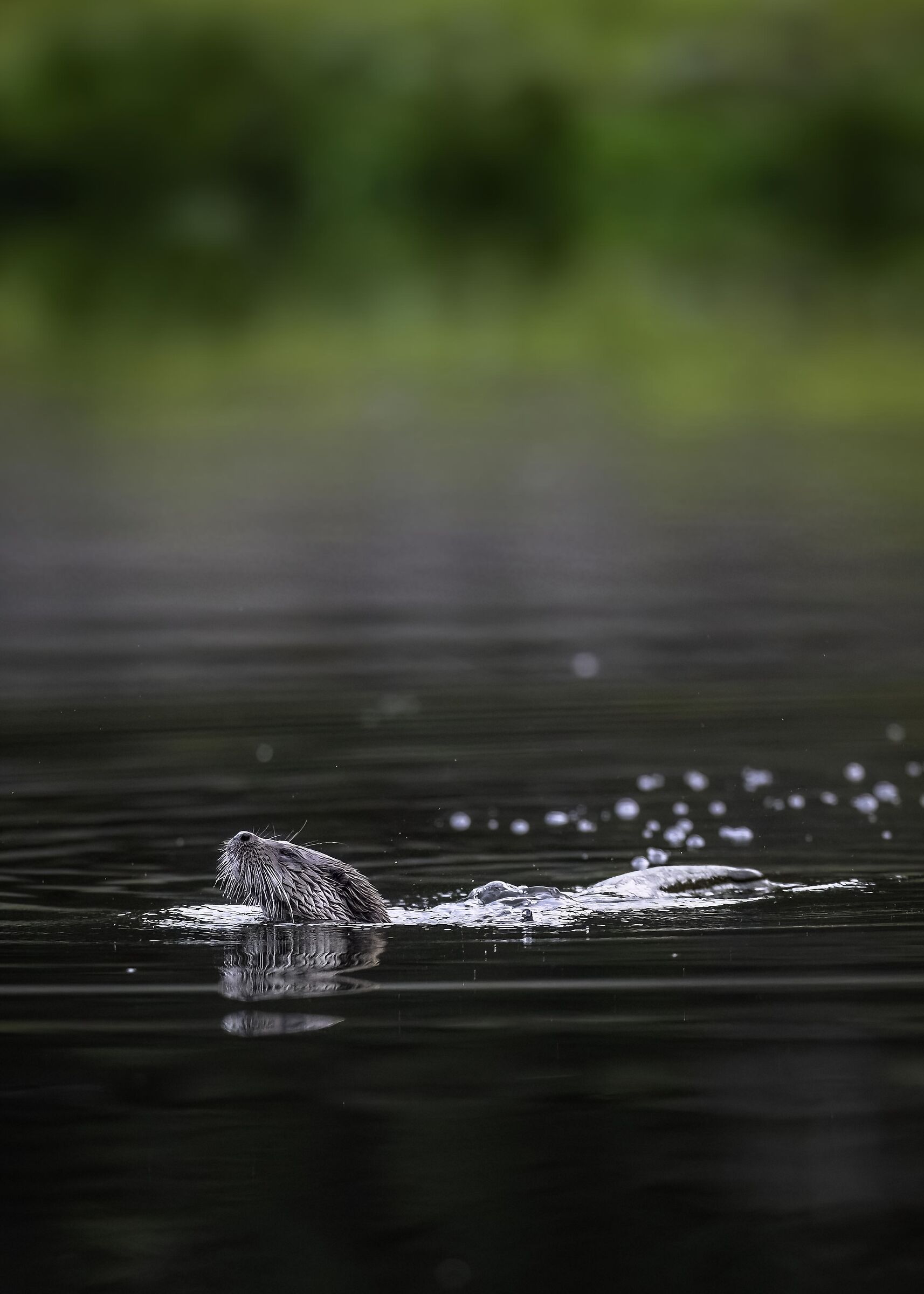 Otter (Lutra lutra)