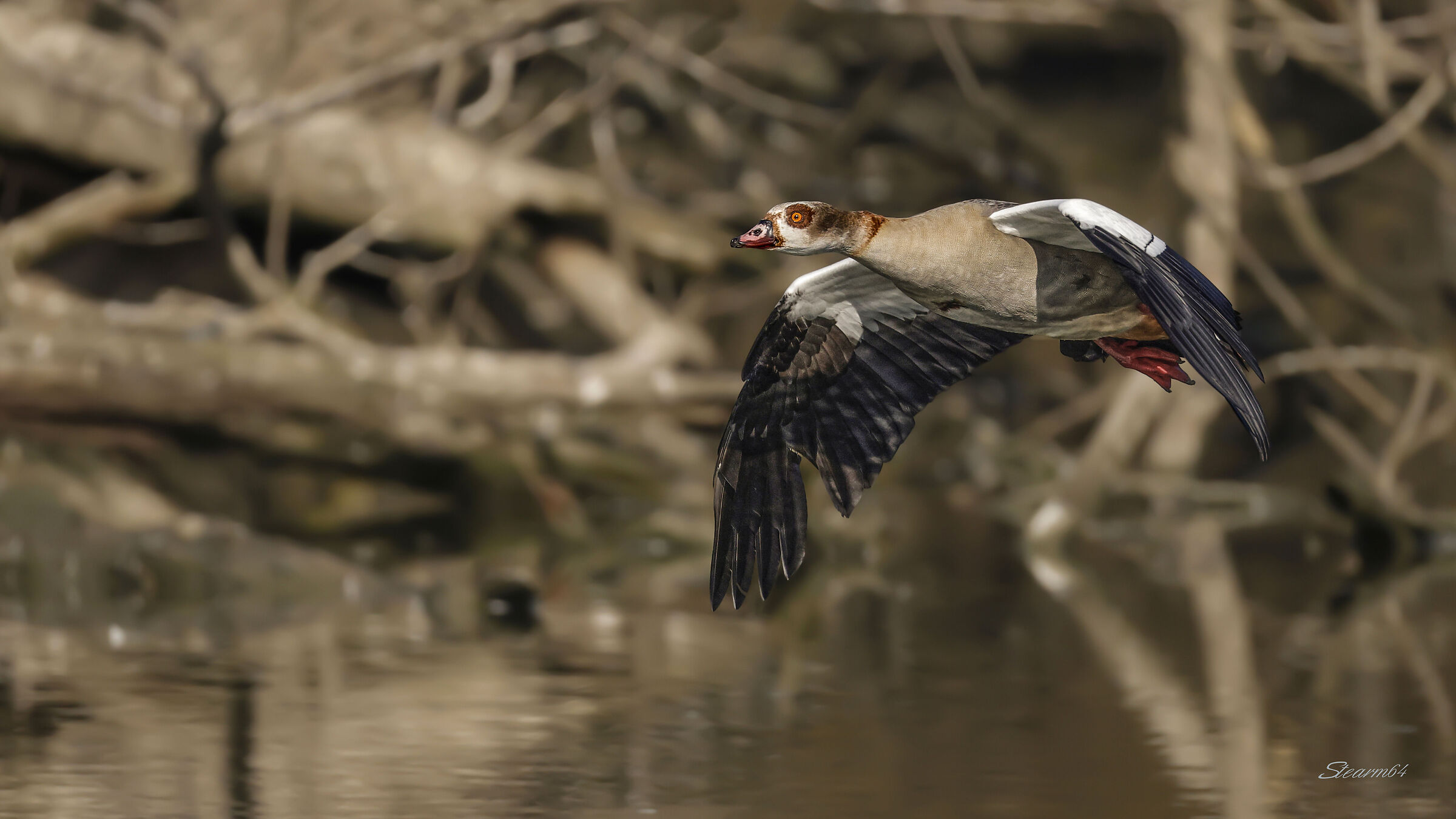 Egyptian Goose in flight