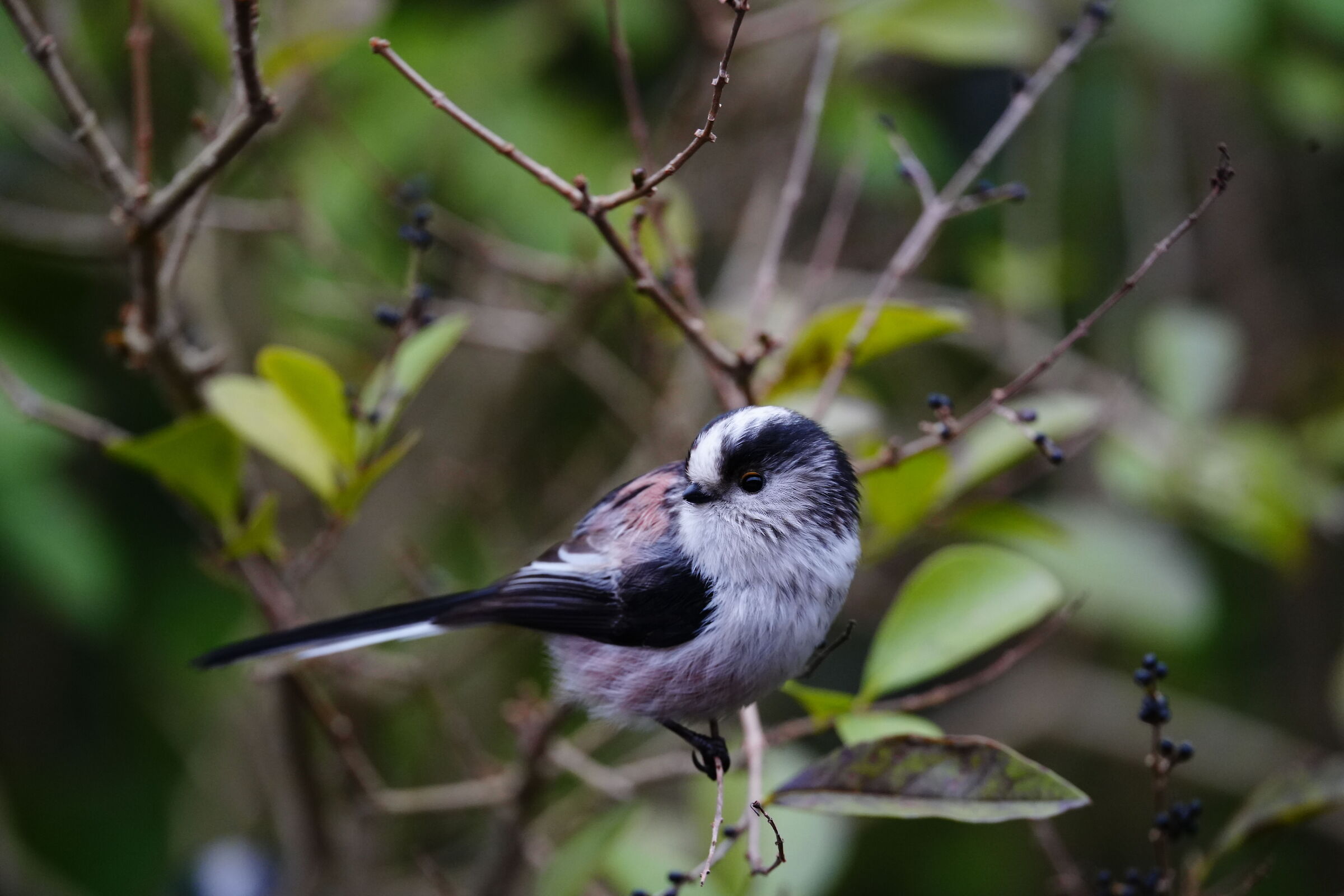 Long-tailed in the garden