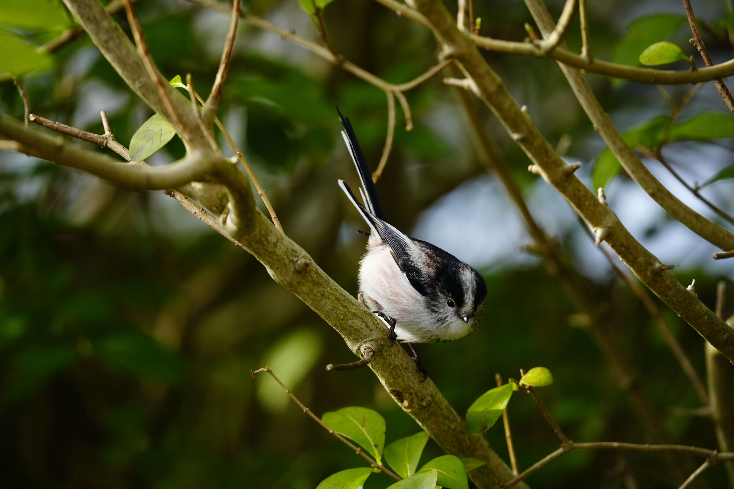 Long-tailed in the garden