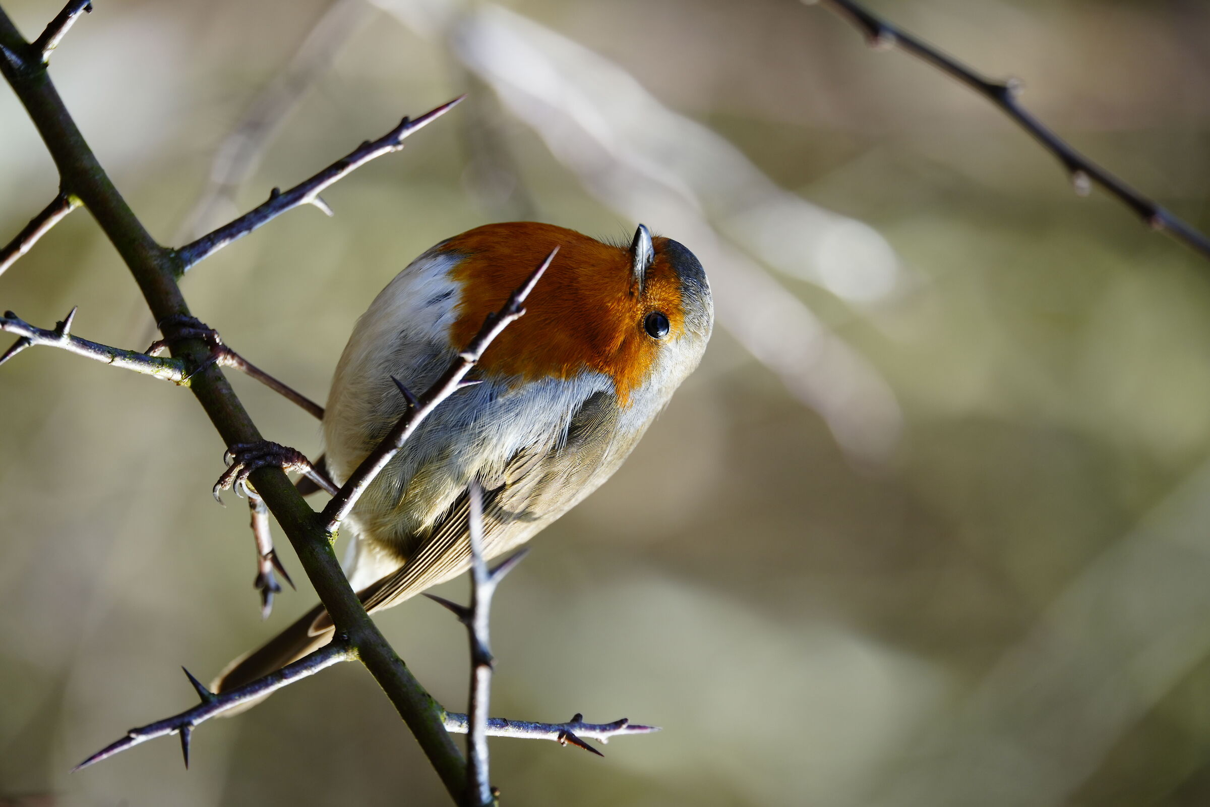 Robin at the park
