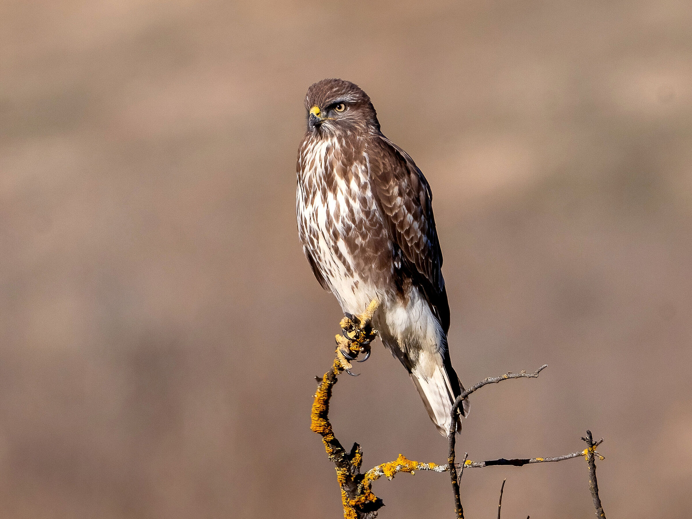 Poiana (Buteo buteo)