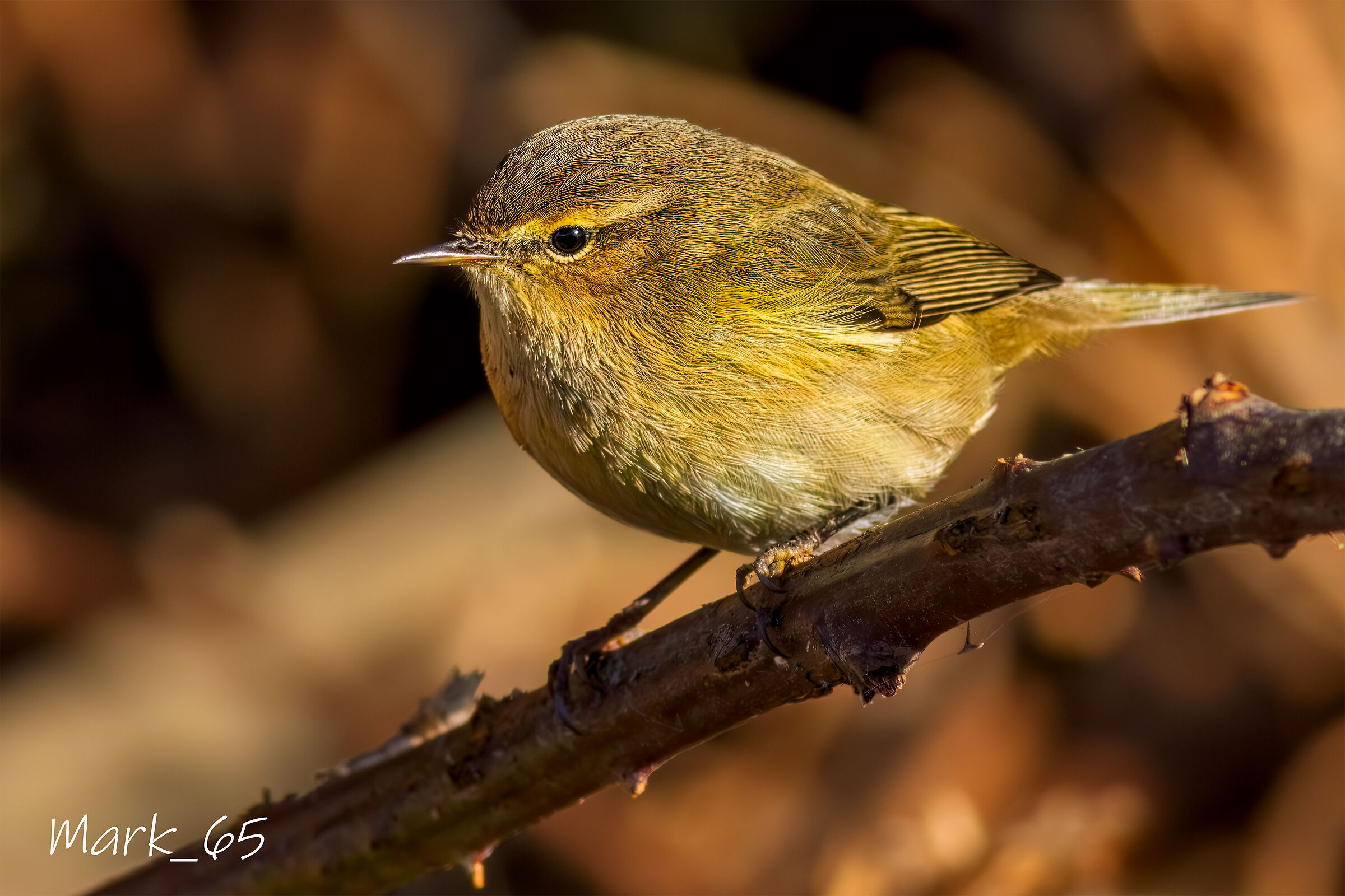 Chiffchaff
