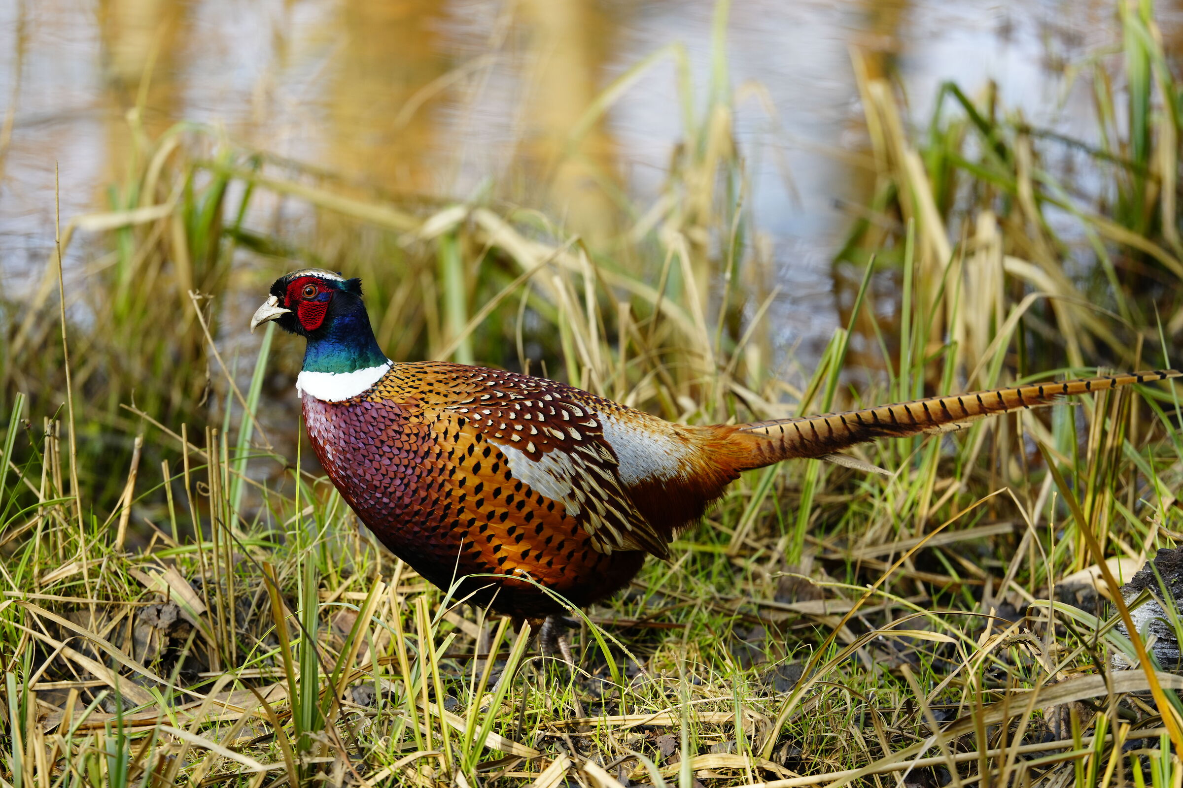 Pheasant