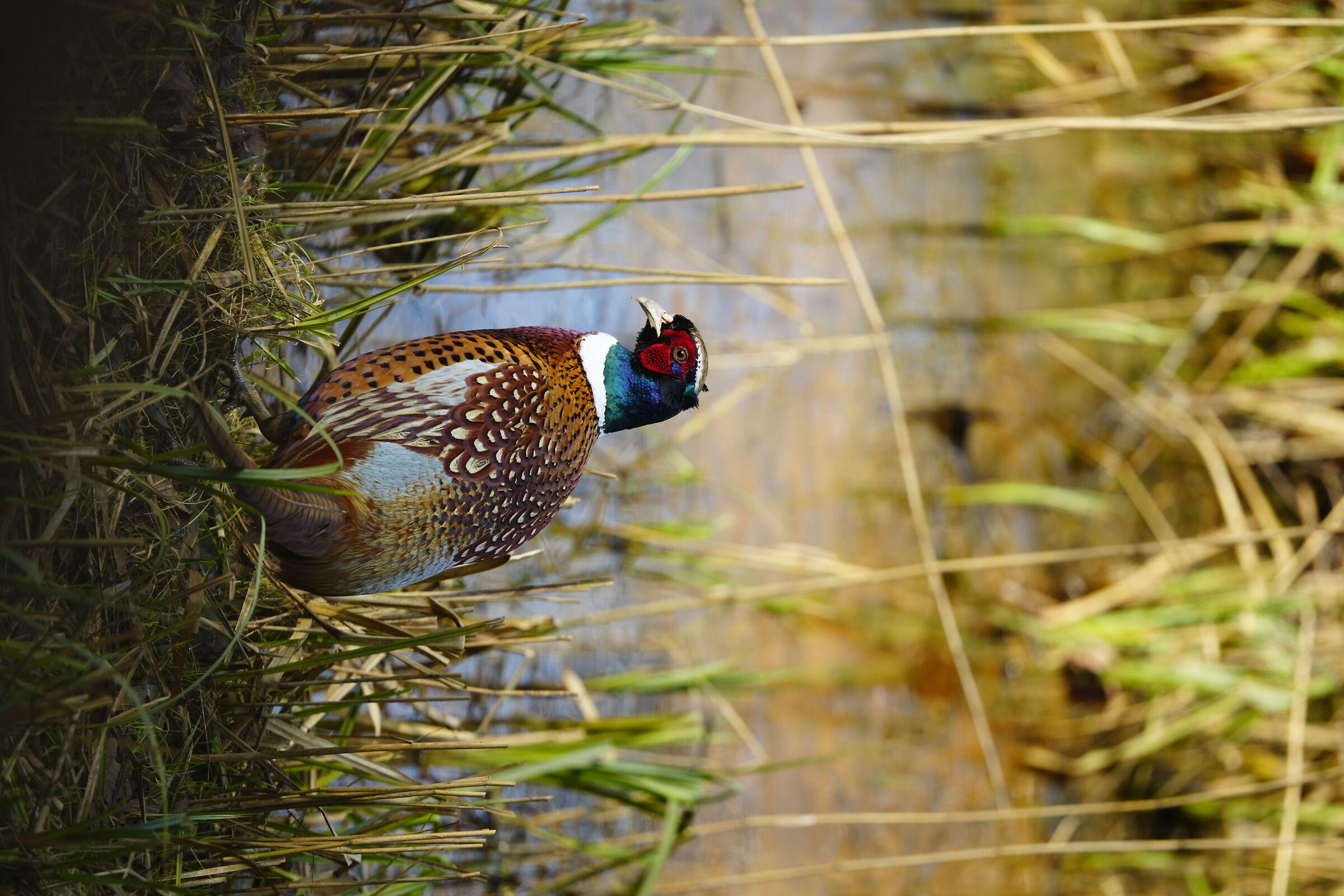 Pheasant