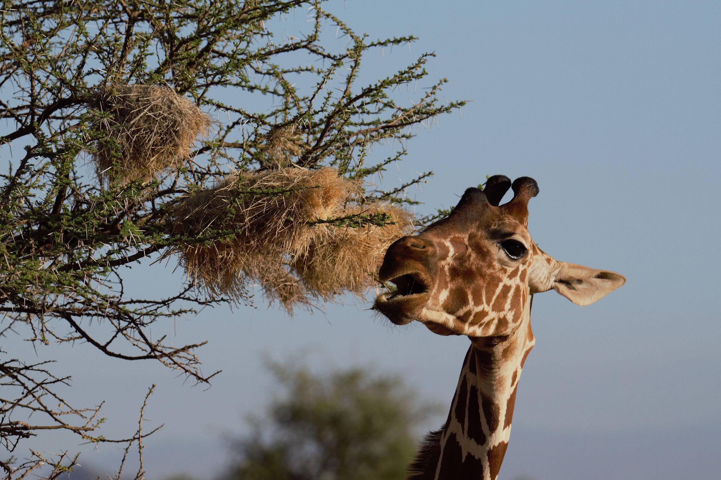 Giraffa mentre mangia