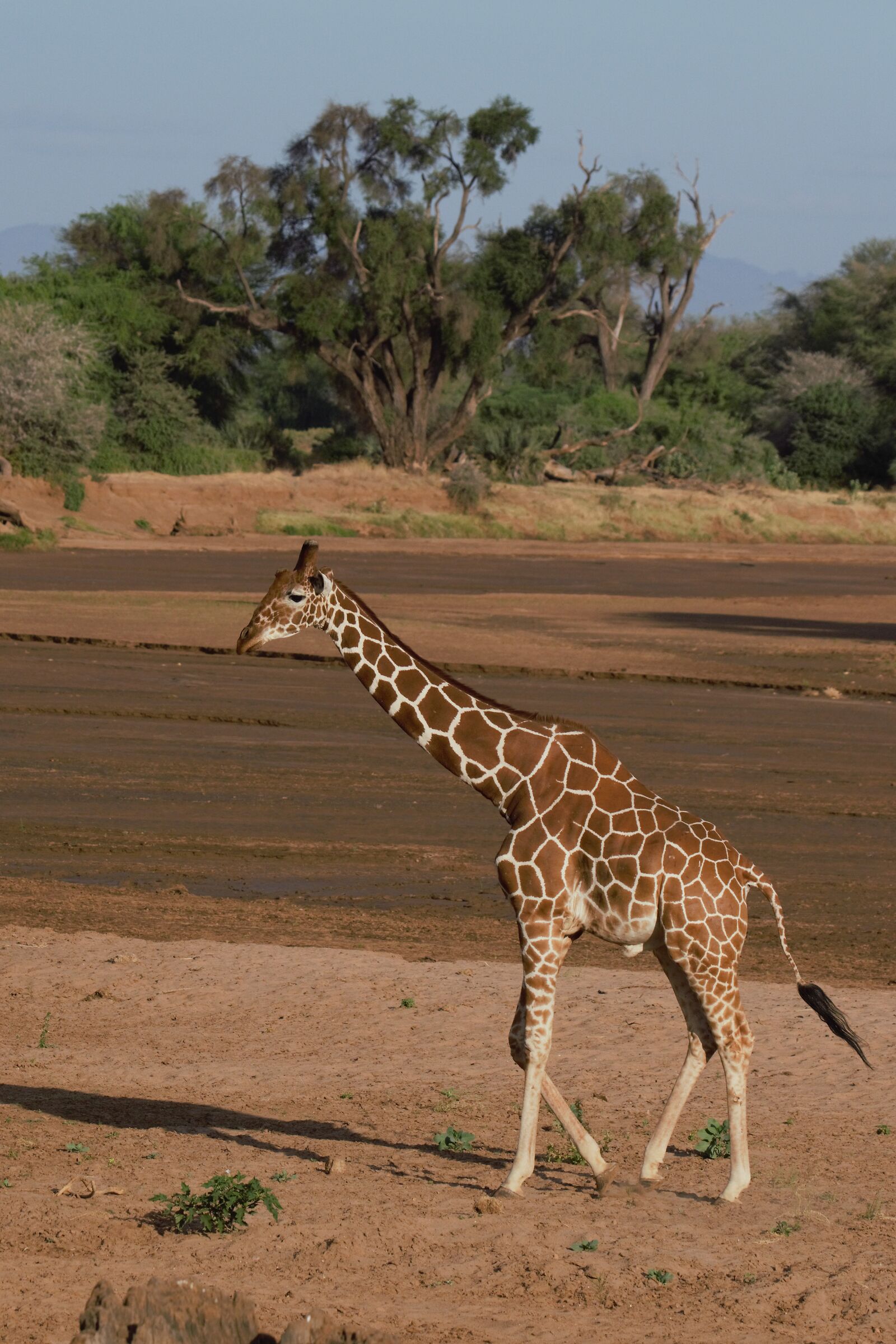 Giraffa fiume