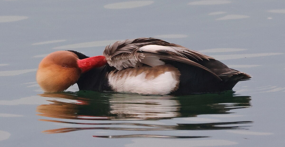Red-crested pochard