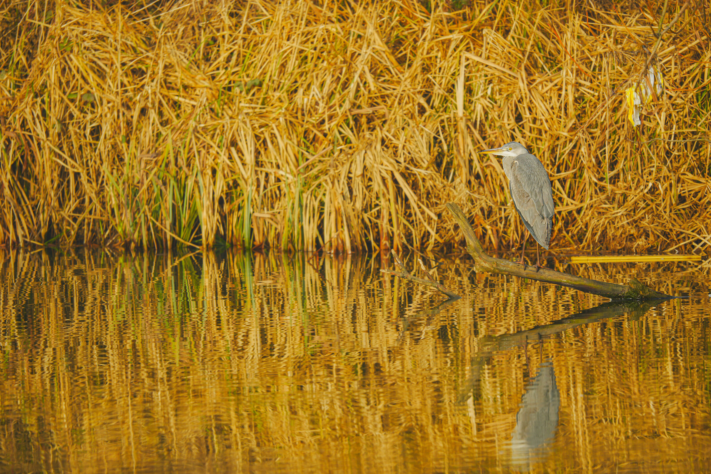 grey heron