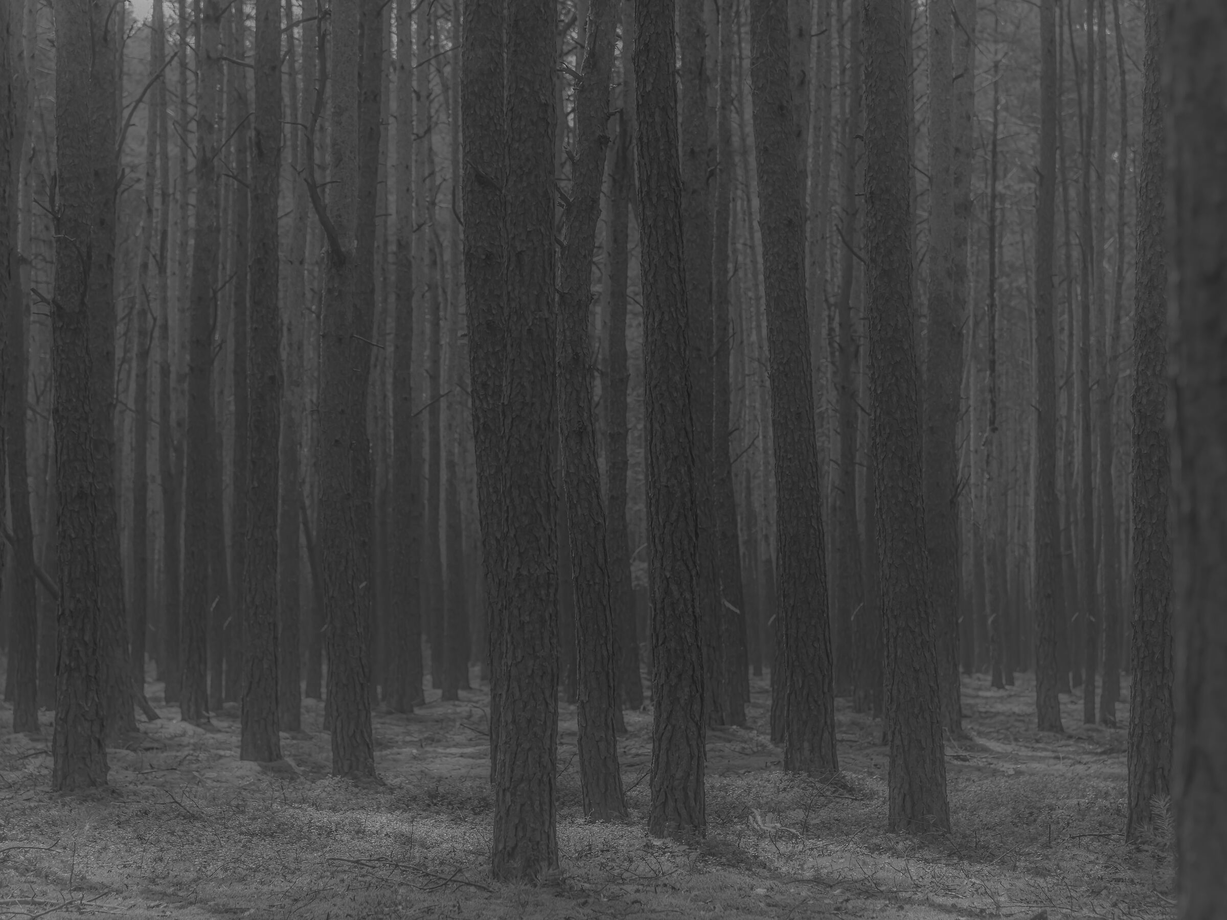 Forest early in the morning with a small fog