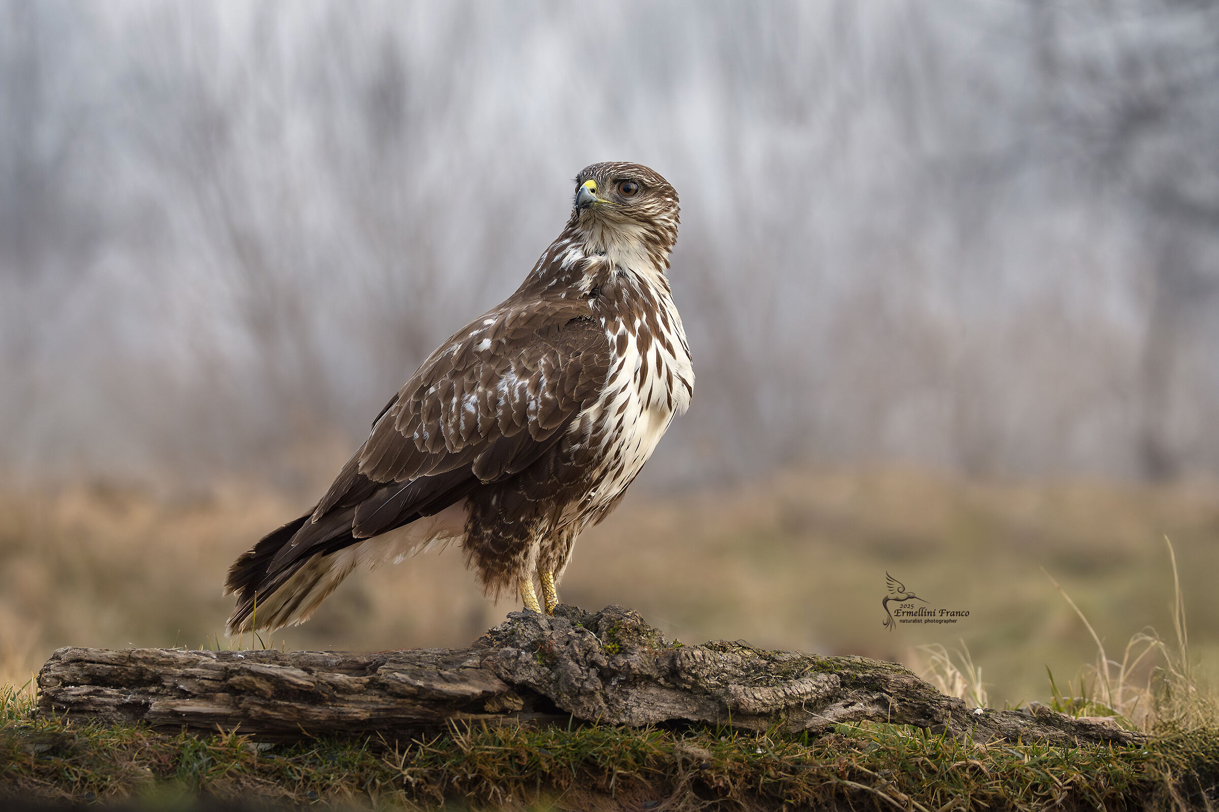 Buzzard