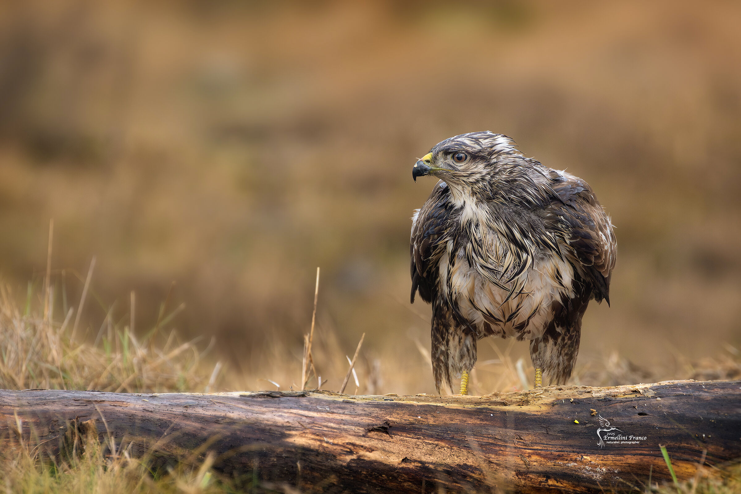 Buzzard