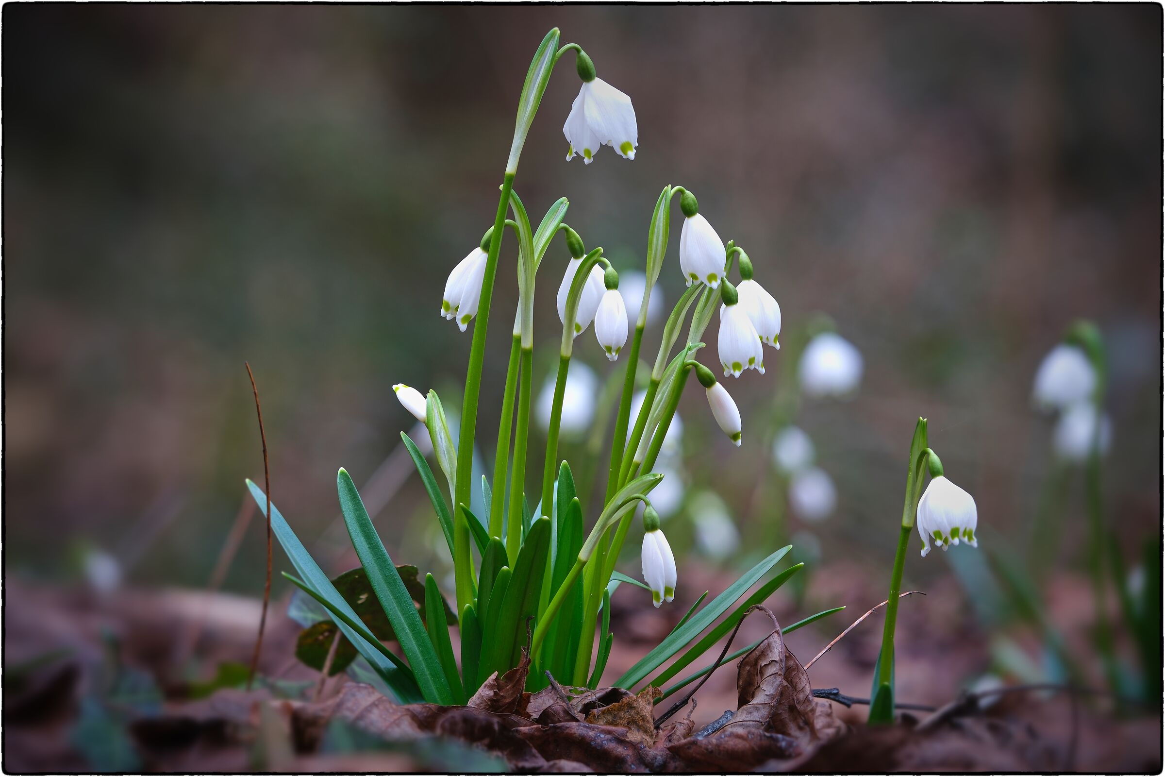 -leucojum vernum-