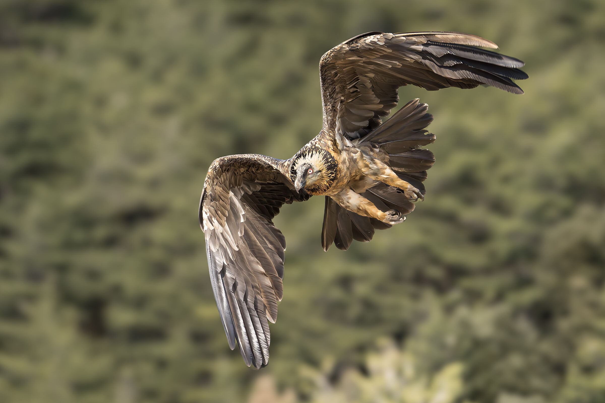 Gipeto, avvoltoio barbuto