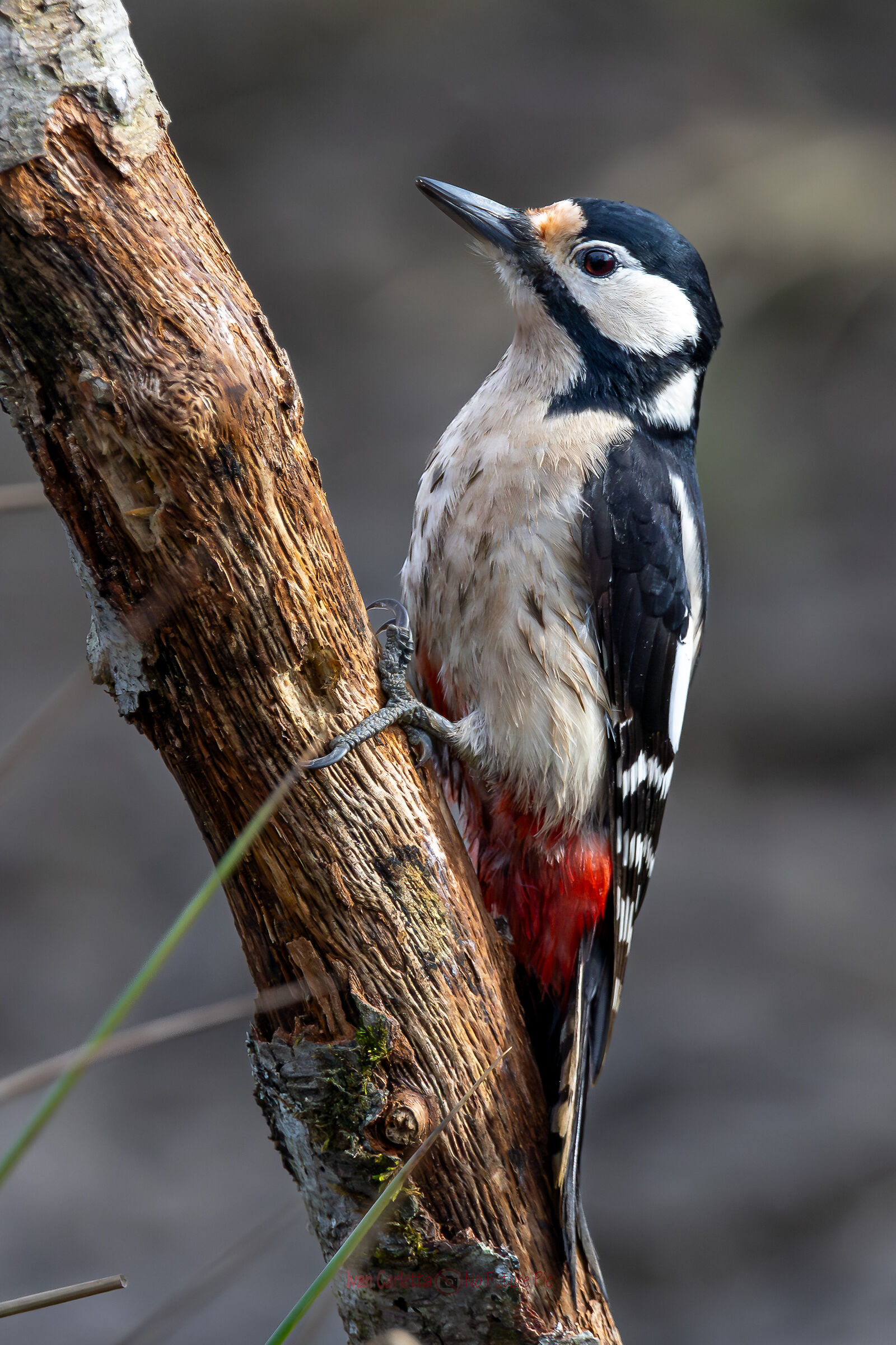 picchio rosso maggiore