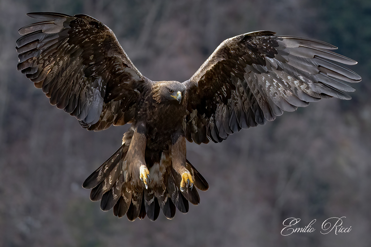 Golden Eagle Italian Alps