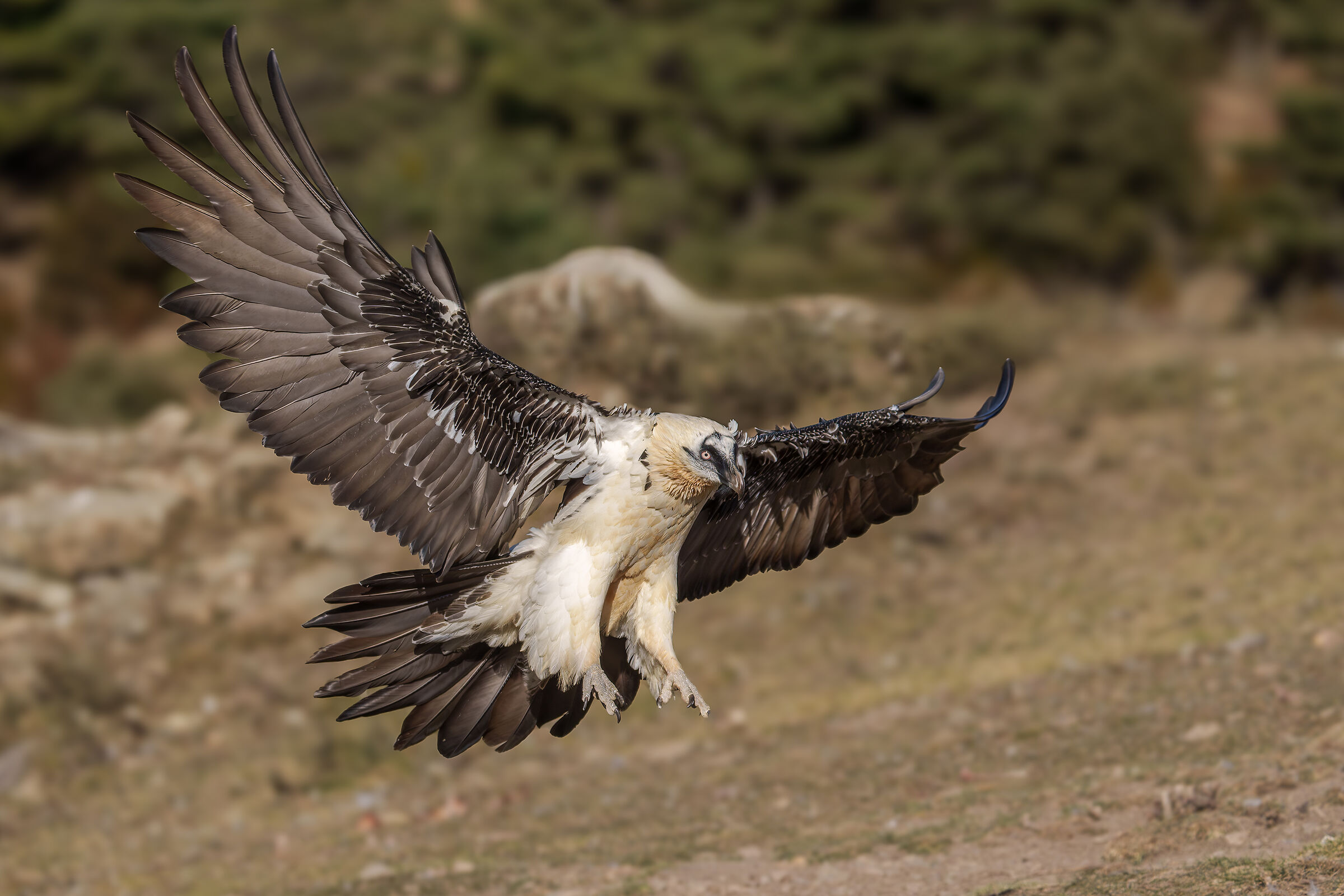Gipeto, avvoltoio barbuto