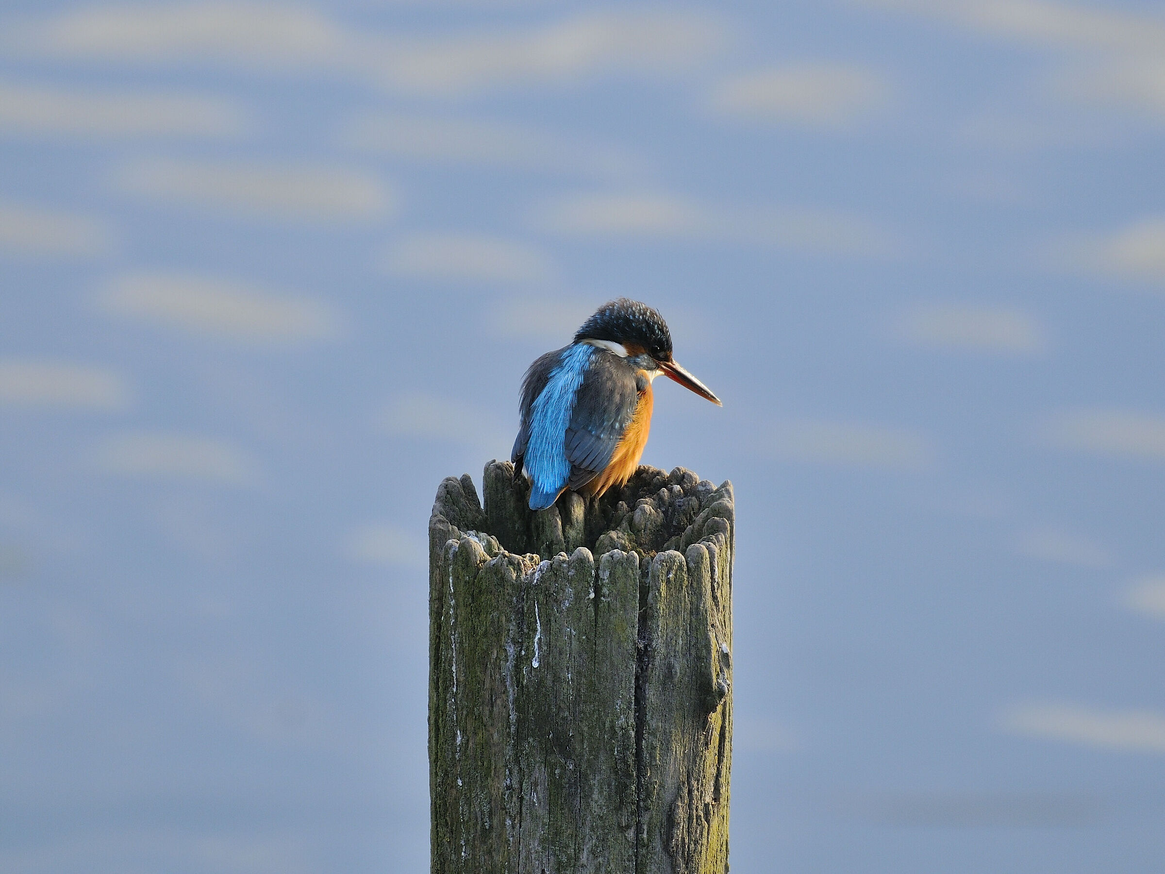 Kingfisher
