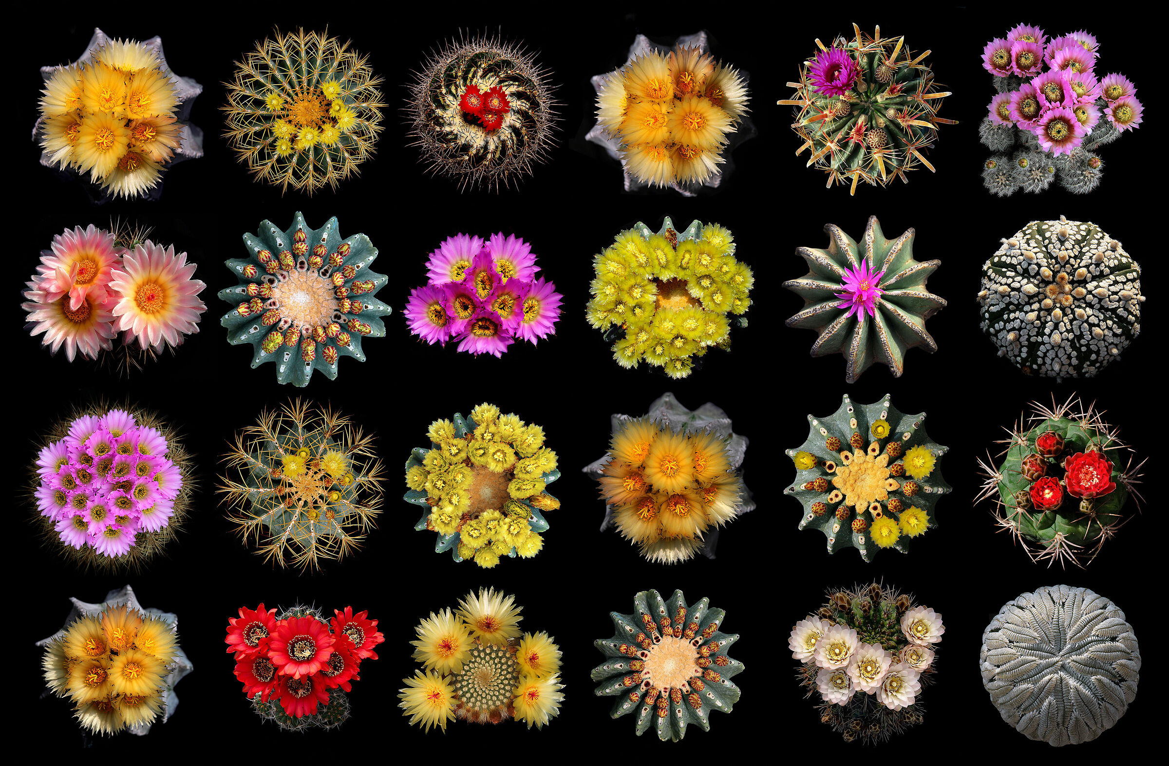 24 MANDALAS