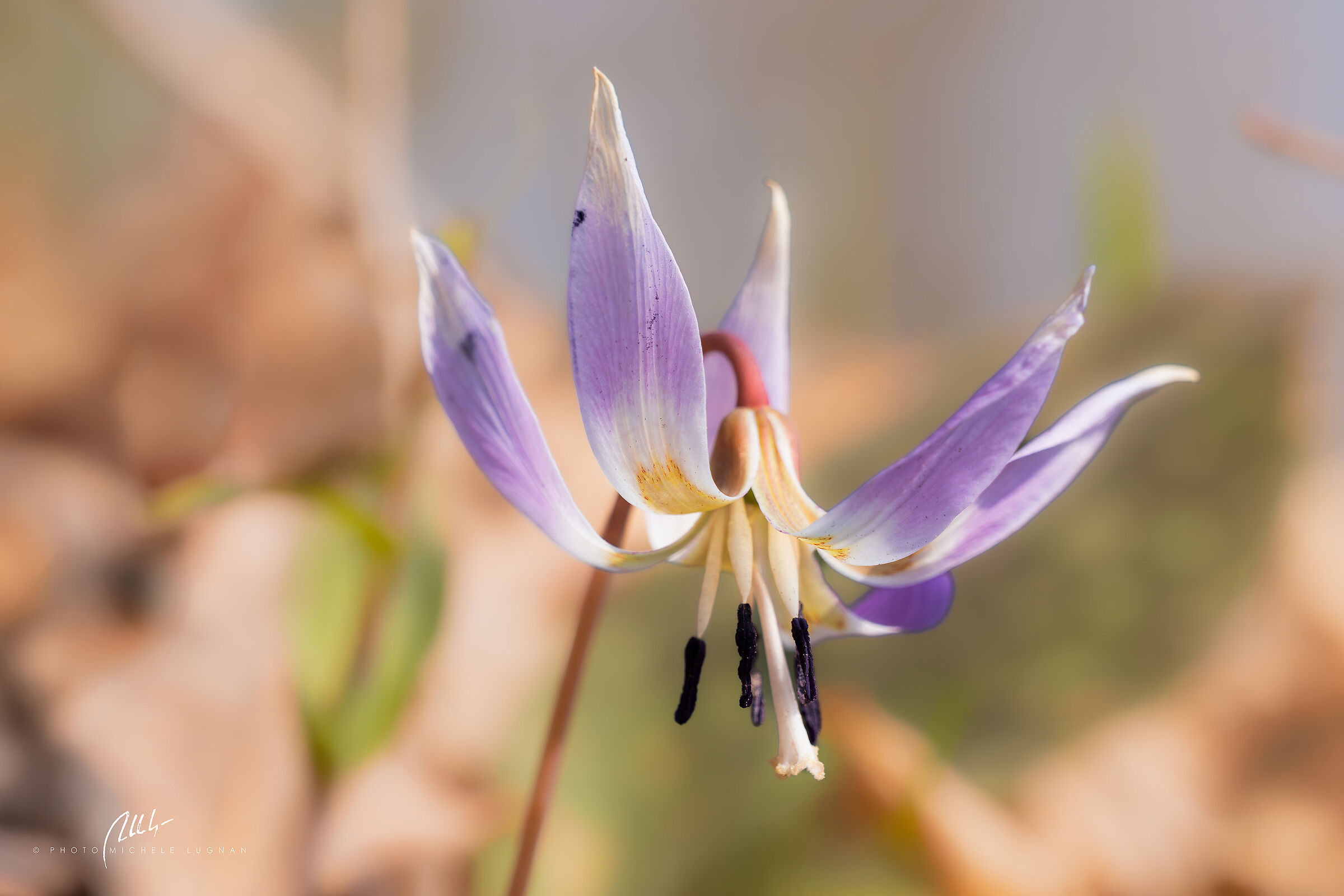 Erythronium dens-canis (dog's tooth)