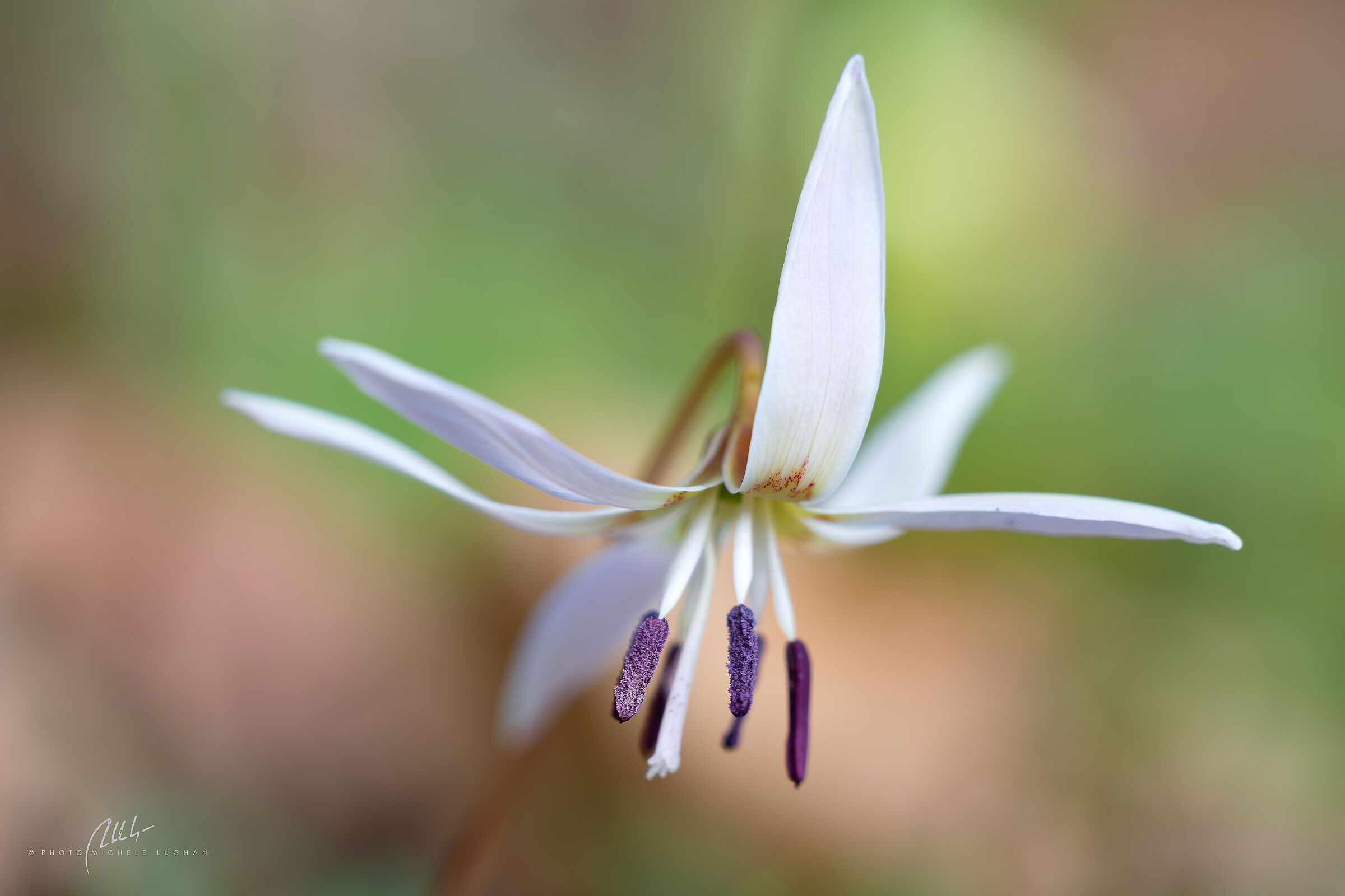 Erythronium dens-canis (dog's tooth)
