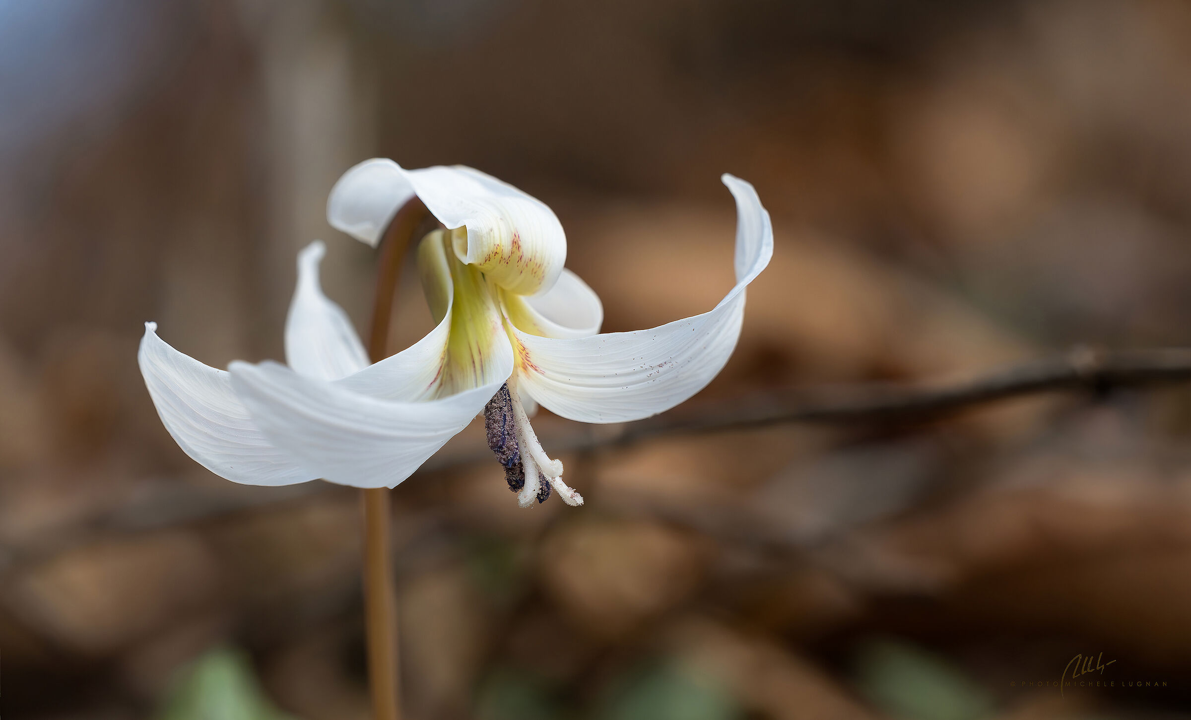 Erythronium dens-canis (dog's tooth)