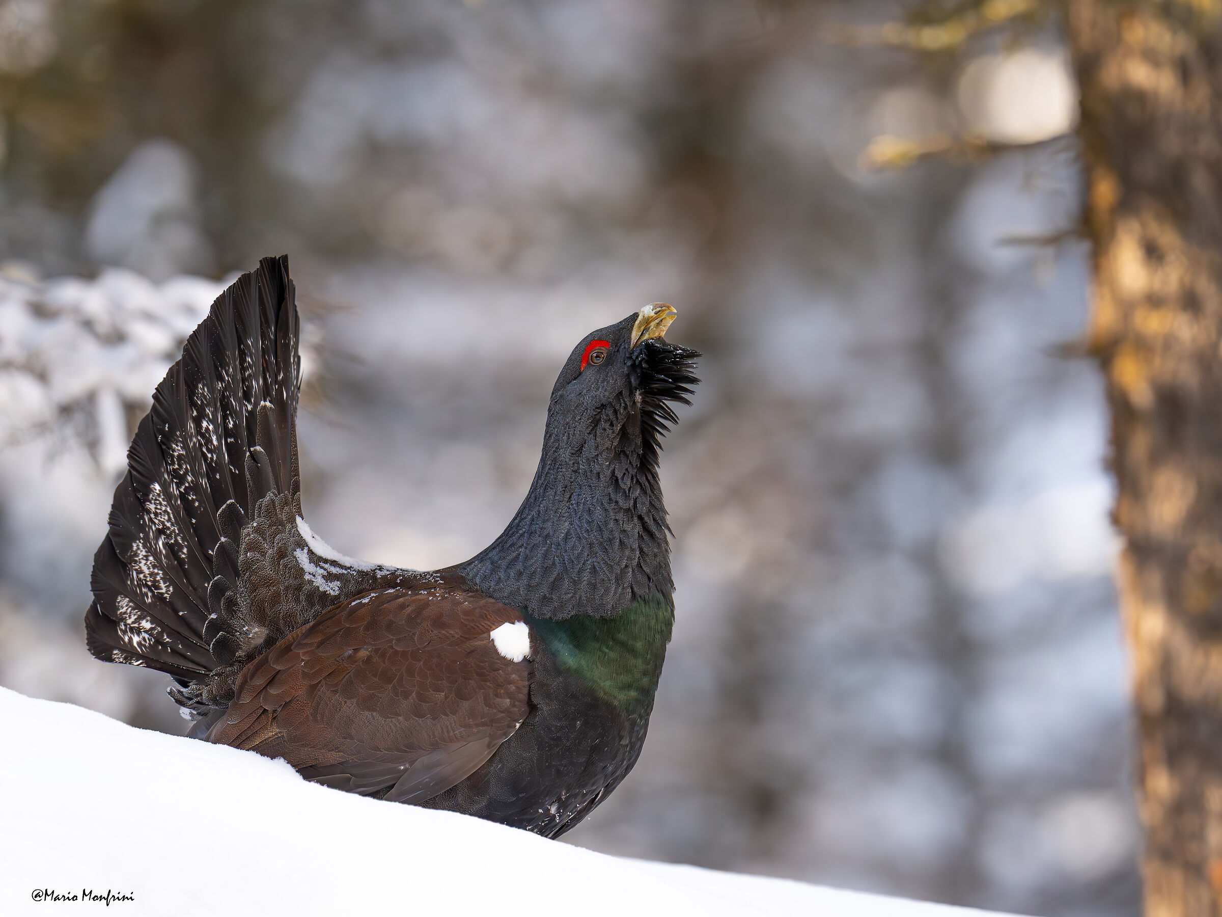 Il guardiano del bosco