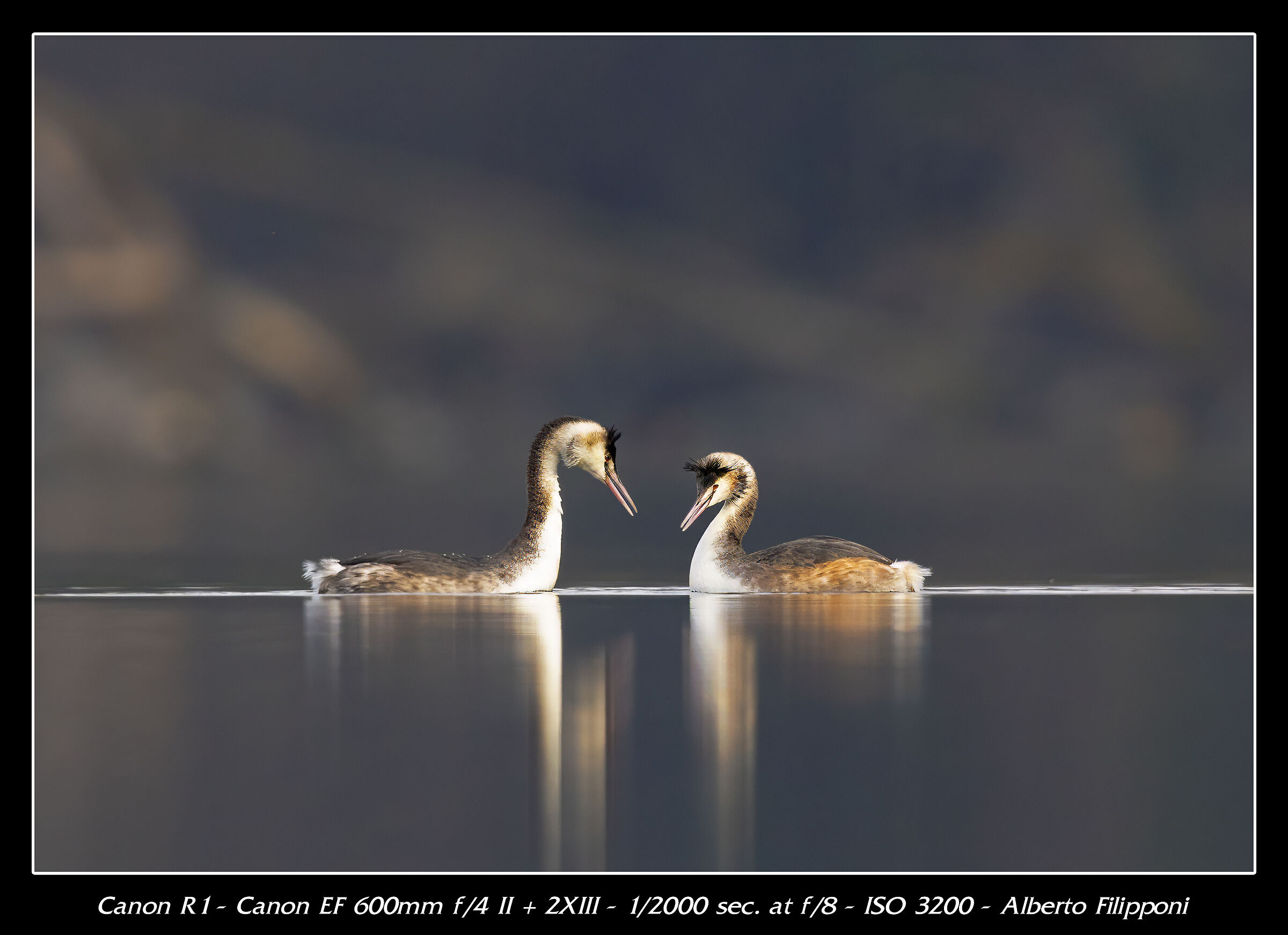 Grebes