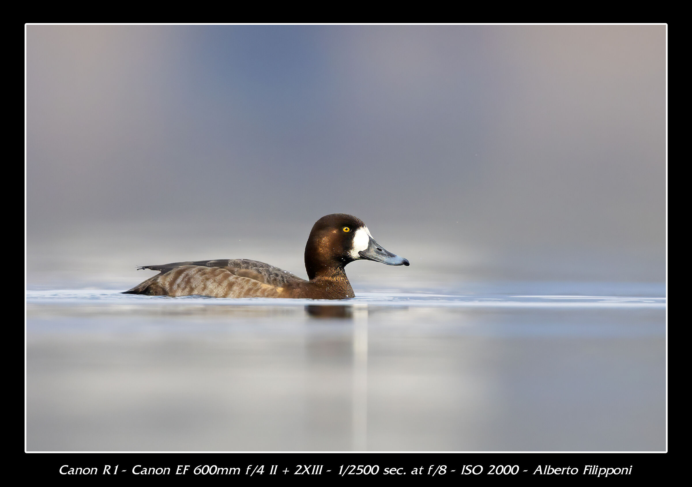 Greater scaup