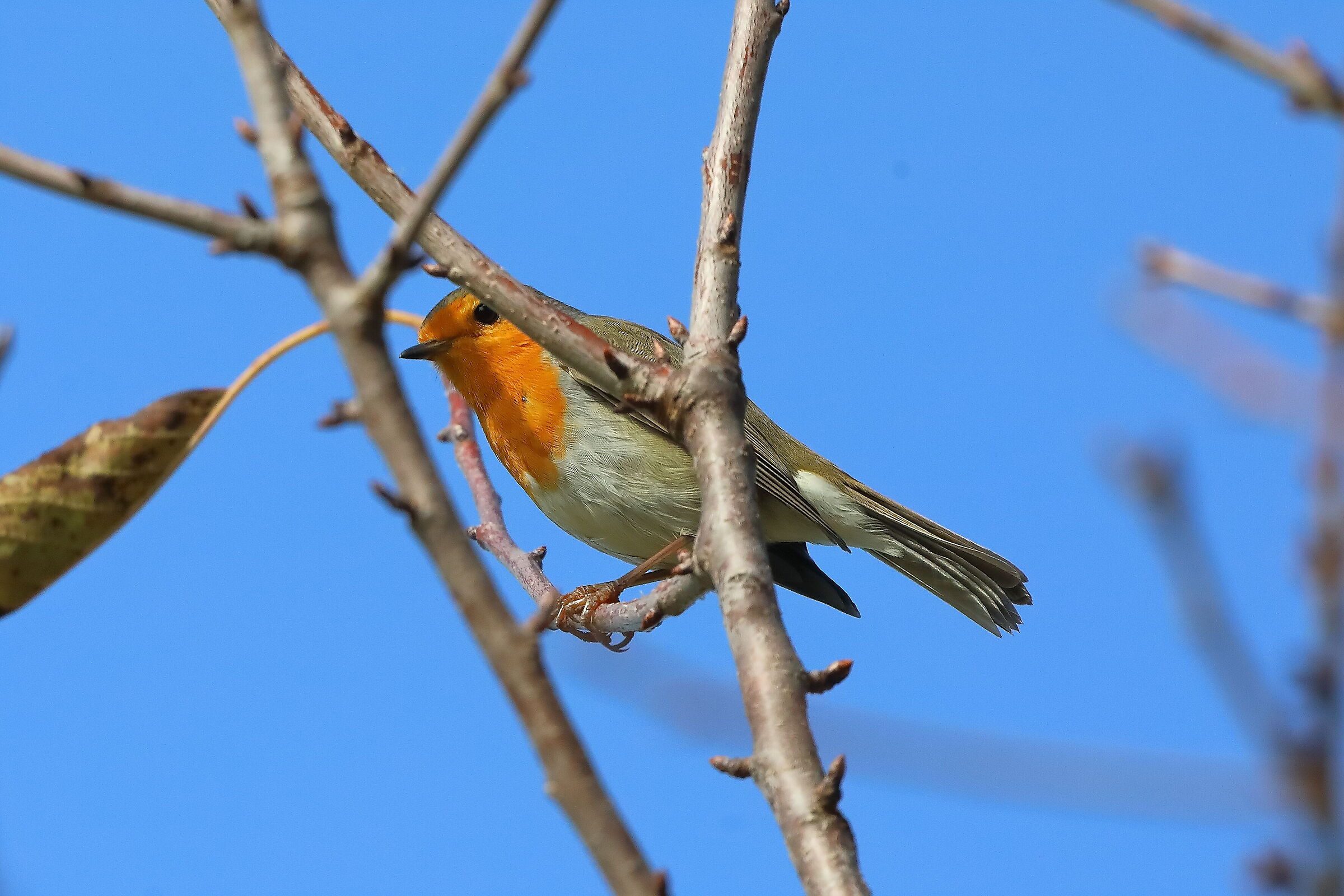 Pettirosso 15 ottobre 2024 - 0108