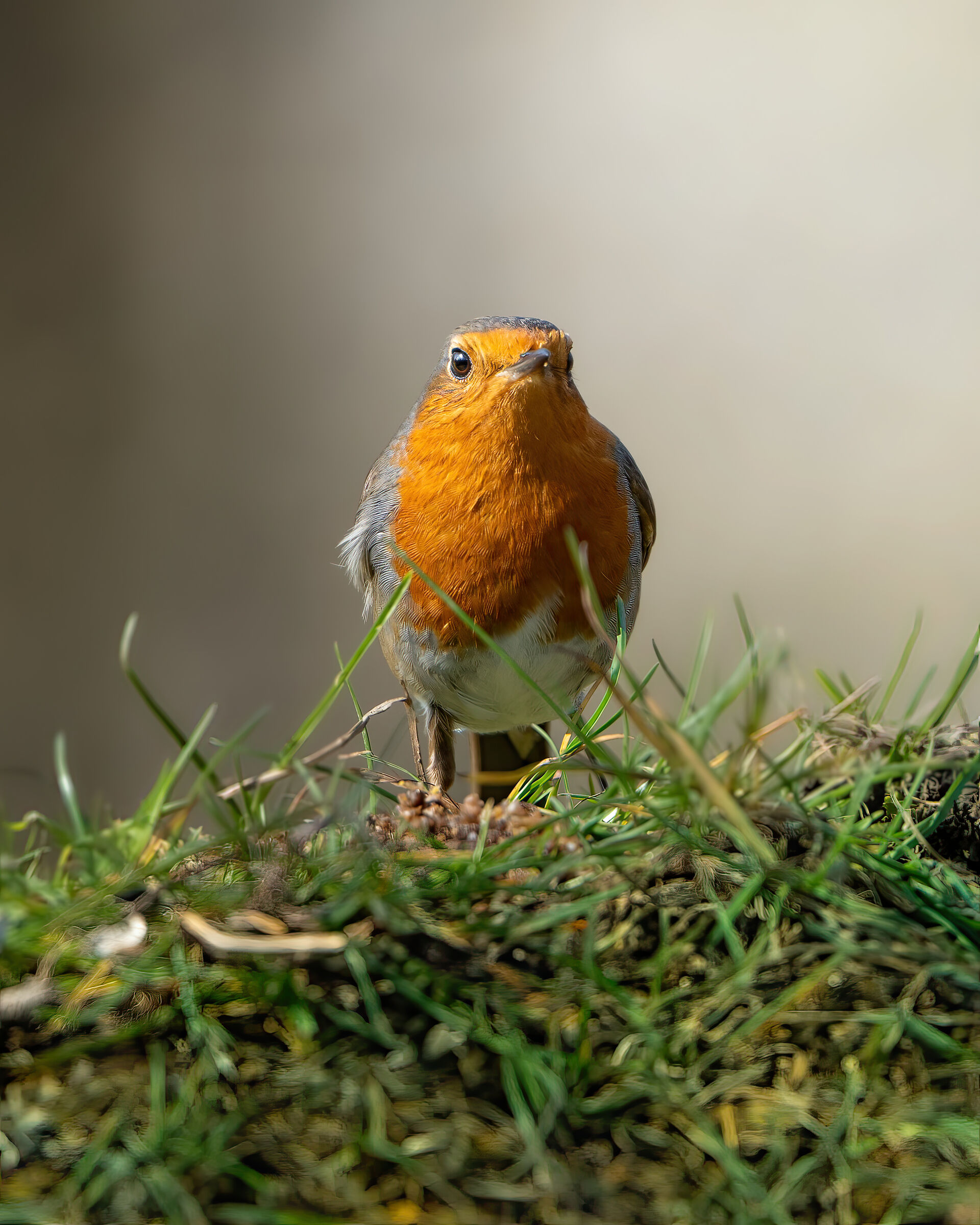 The robin on the hill