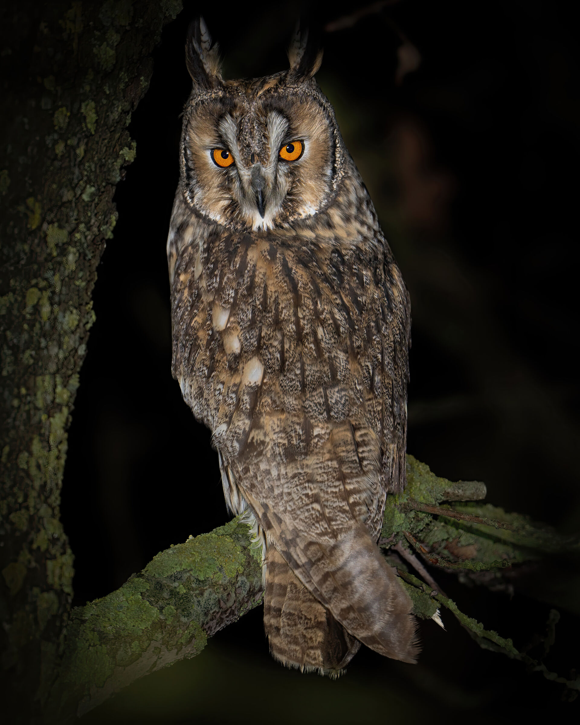 Long-eared owl