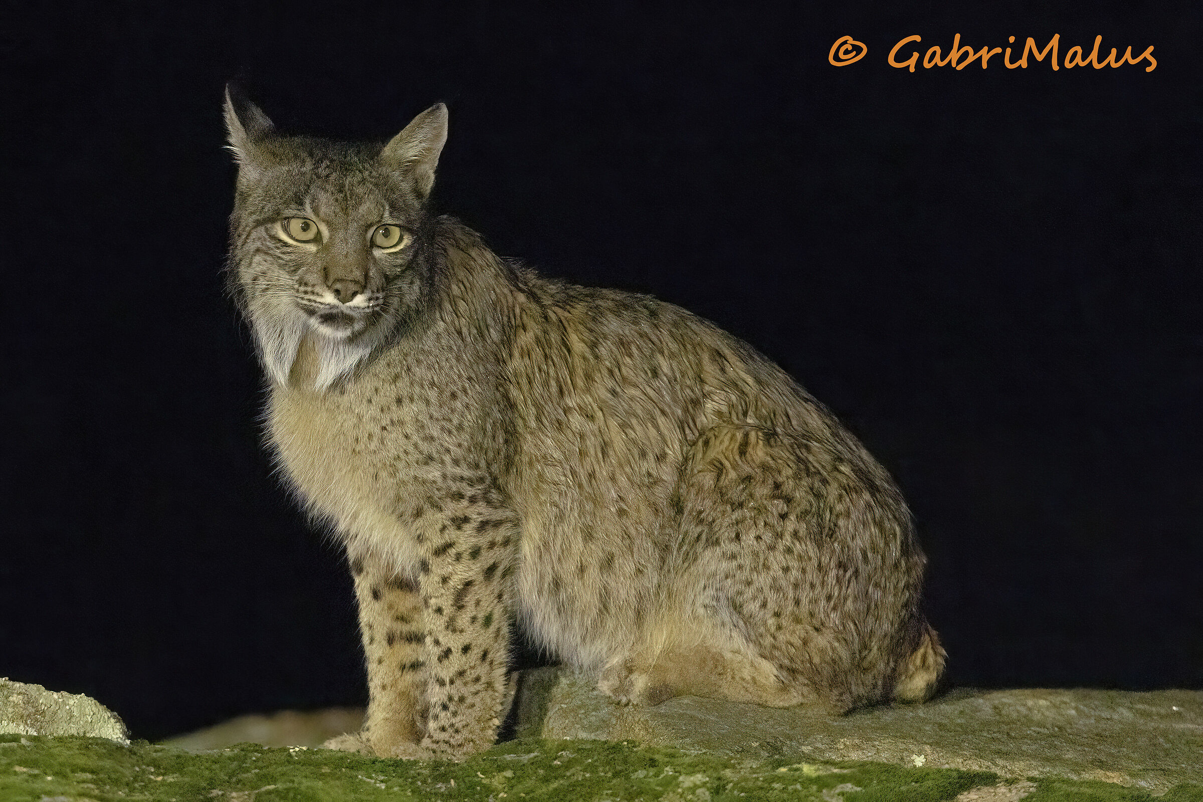 Lince pardina