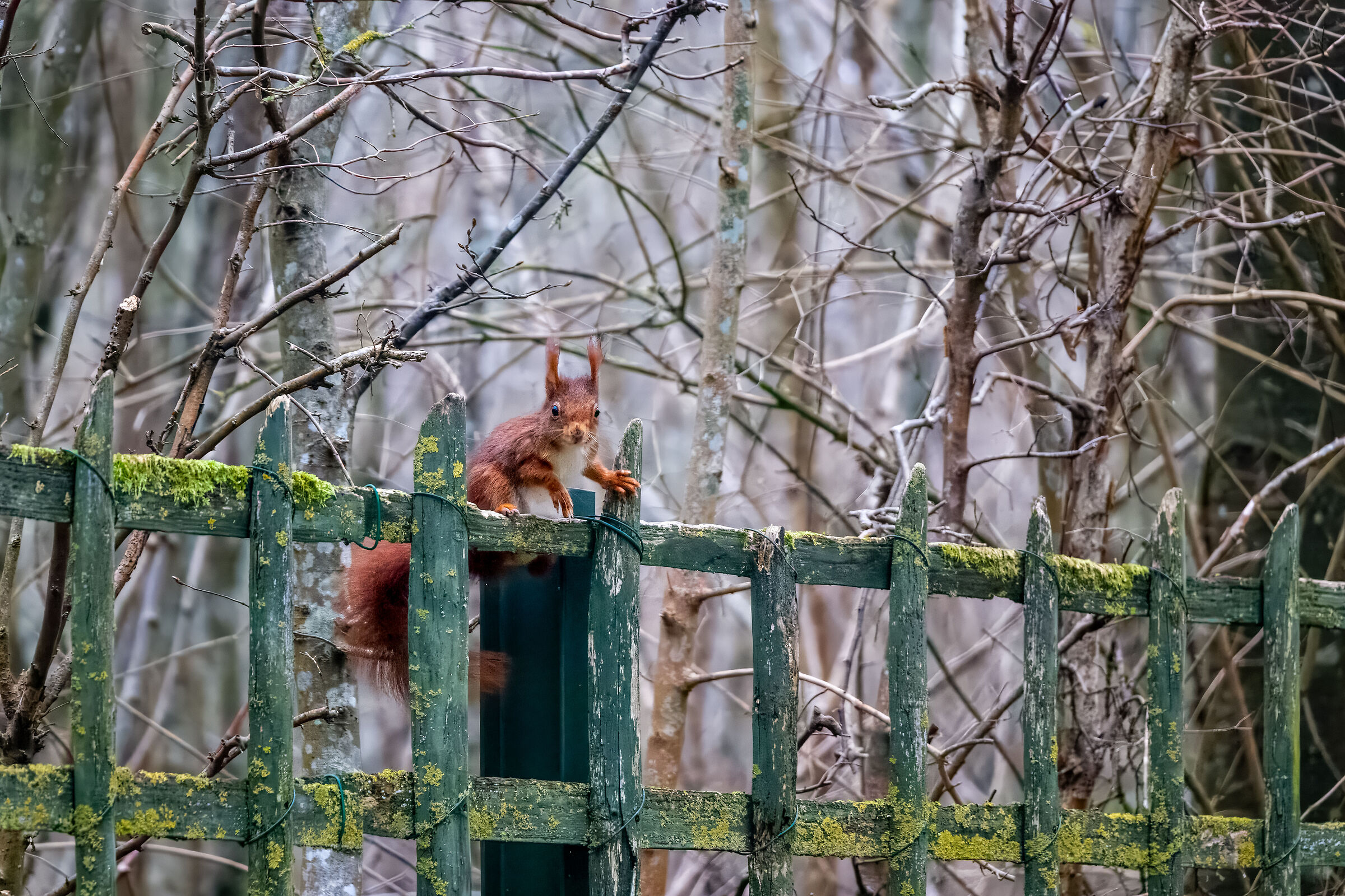 Squirrel at Versailles