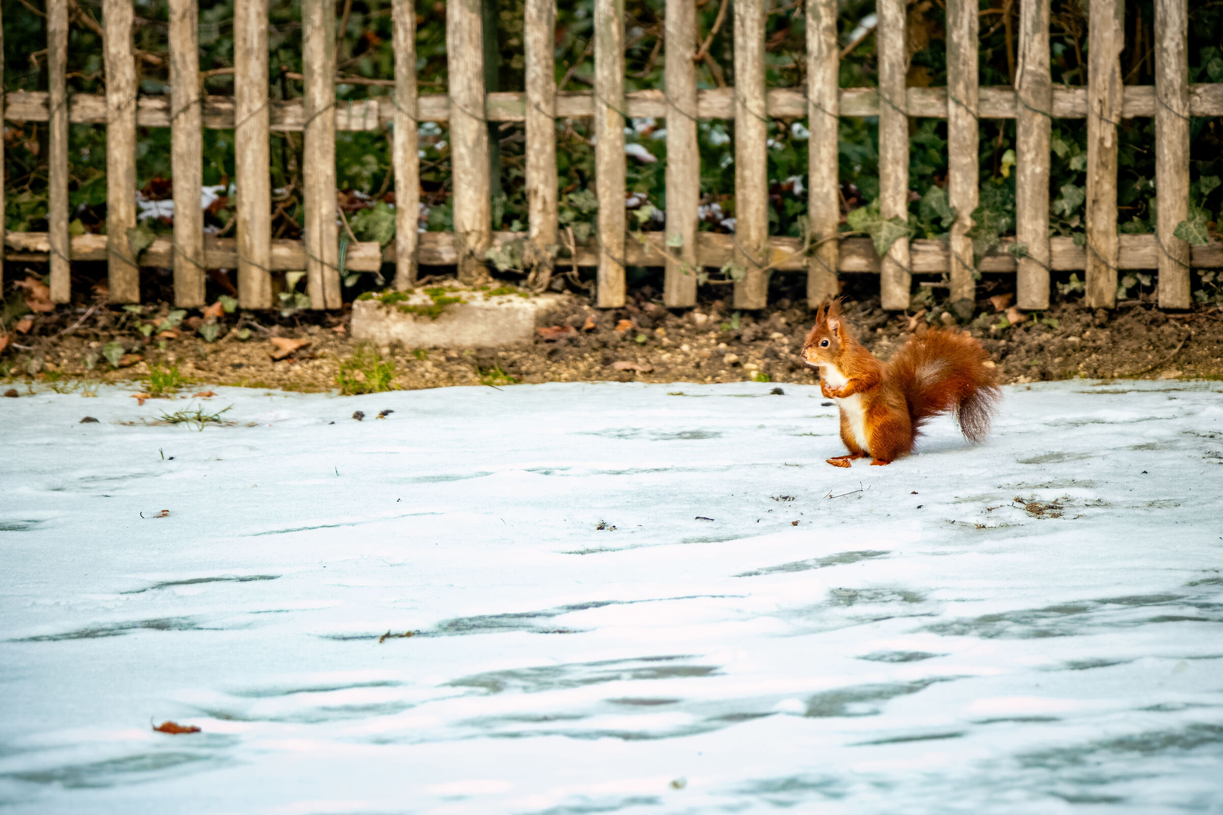 Squirrel at Versailles